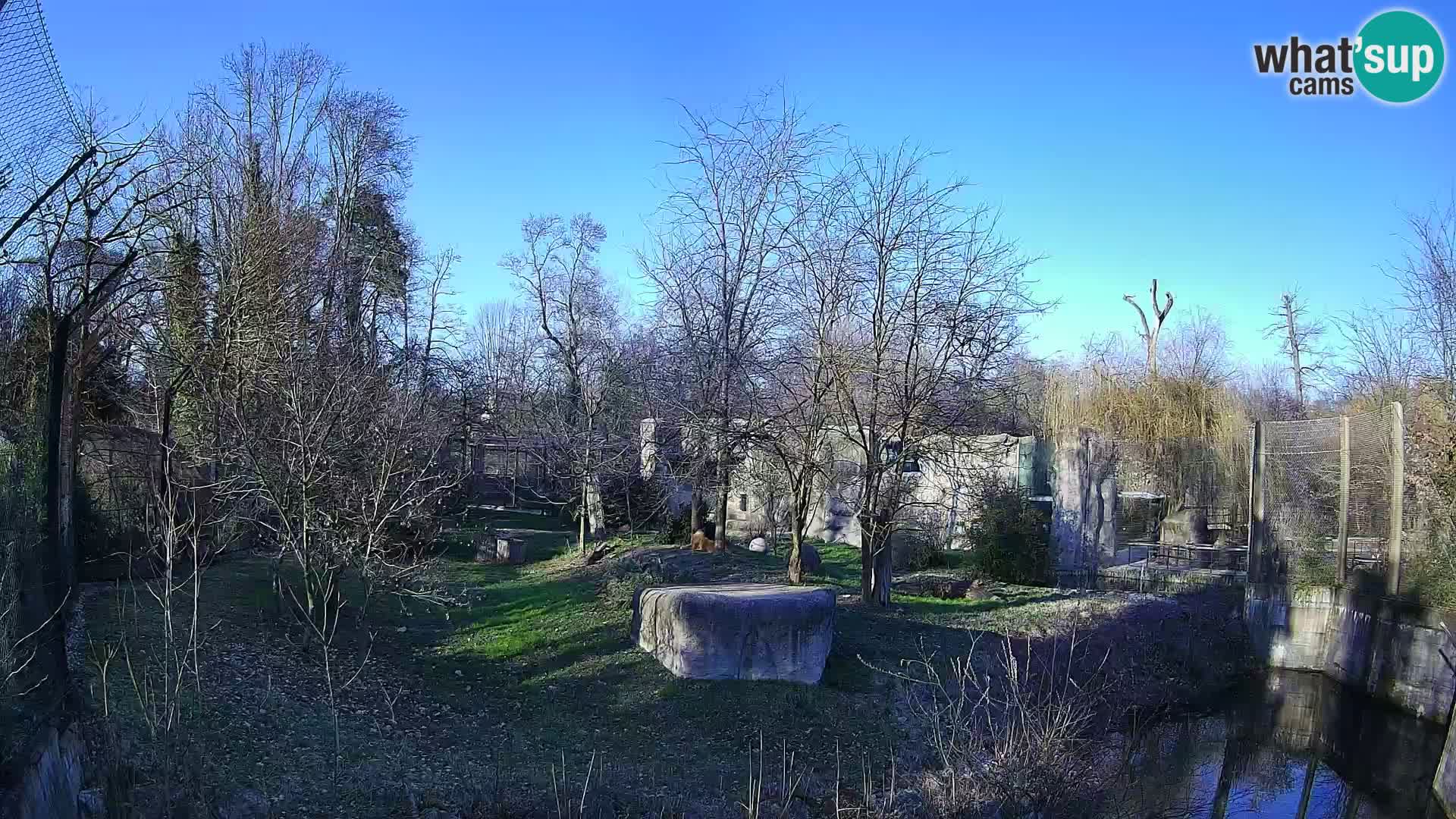 Spletna kamera Zoo Zagreb – Levi