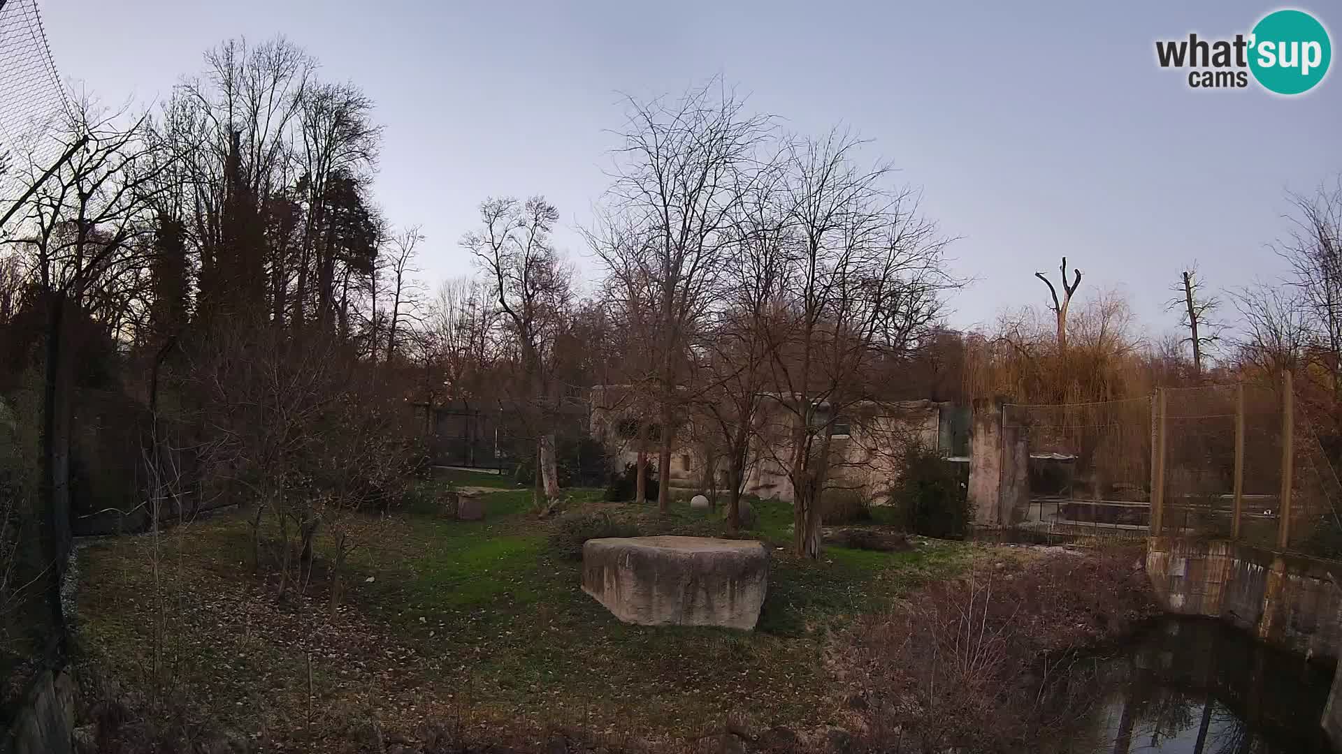 Zoo Zagreb – Lavovi