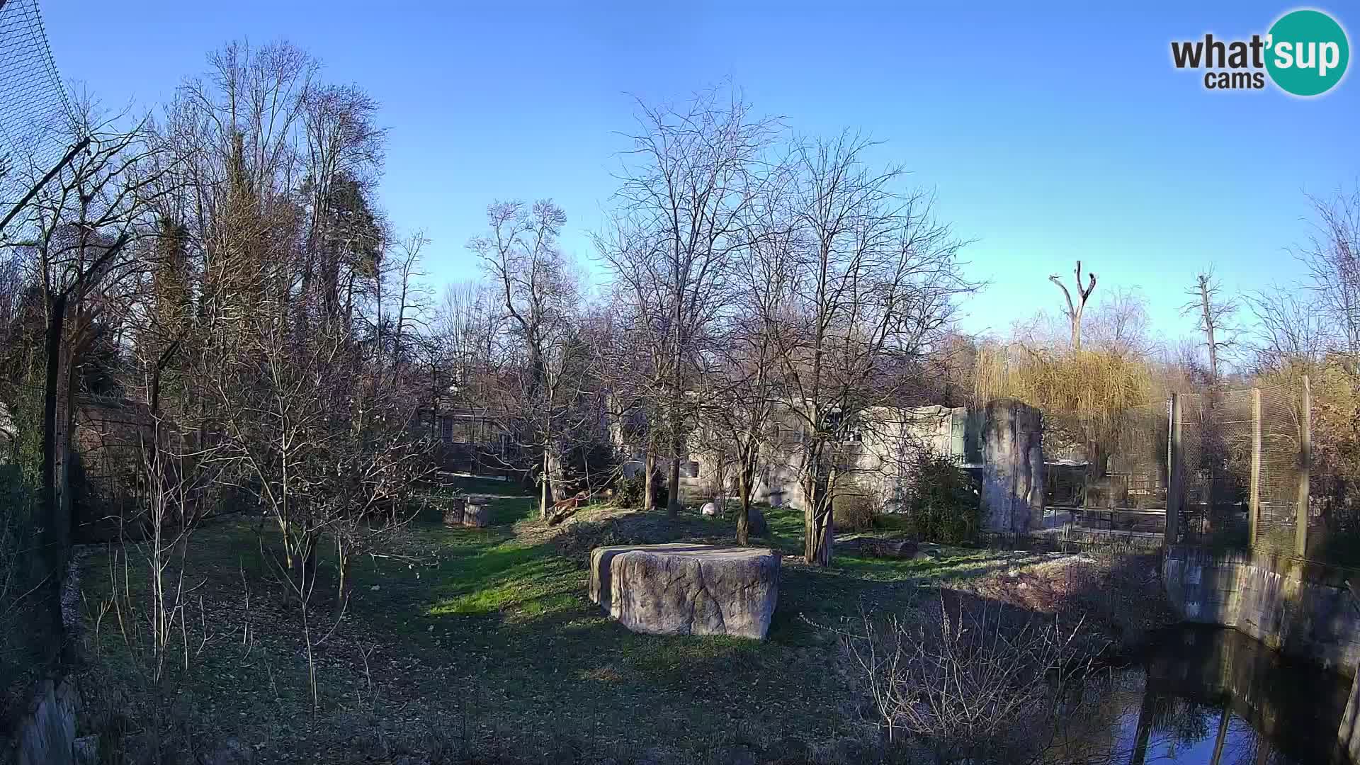 Zoo Zagreb – Lavovi