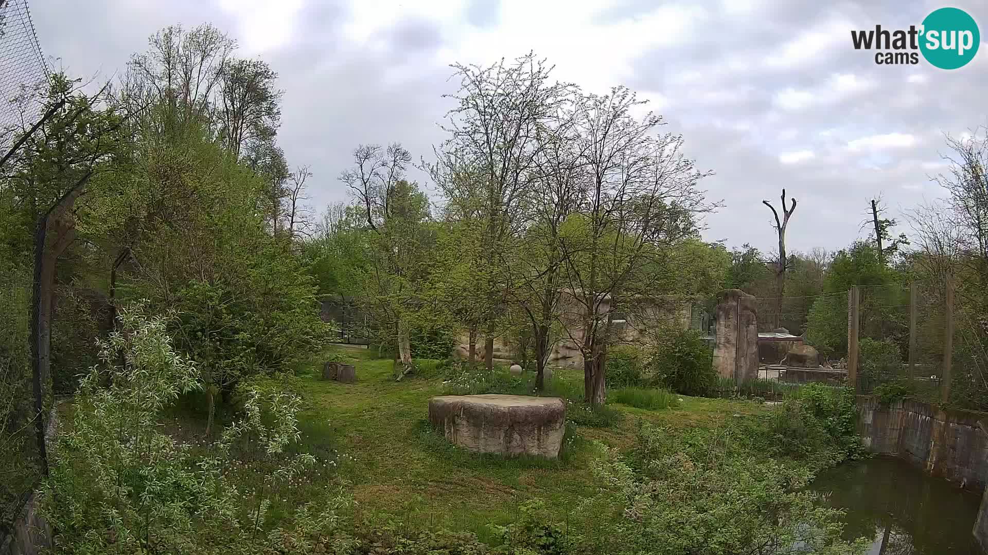 Zoo Zagreb – Löwen