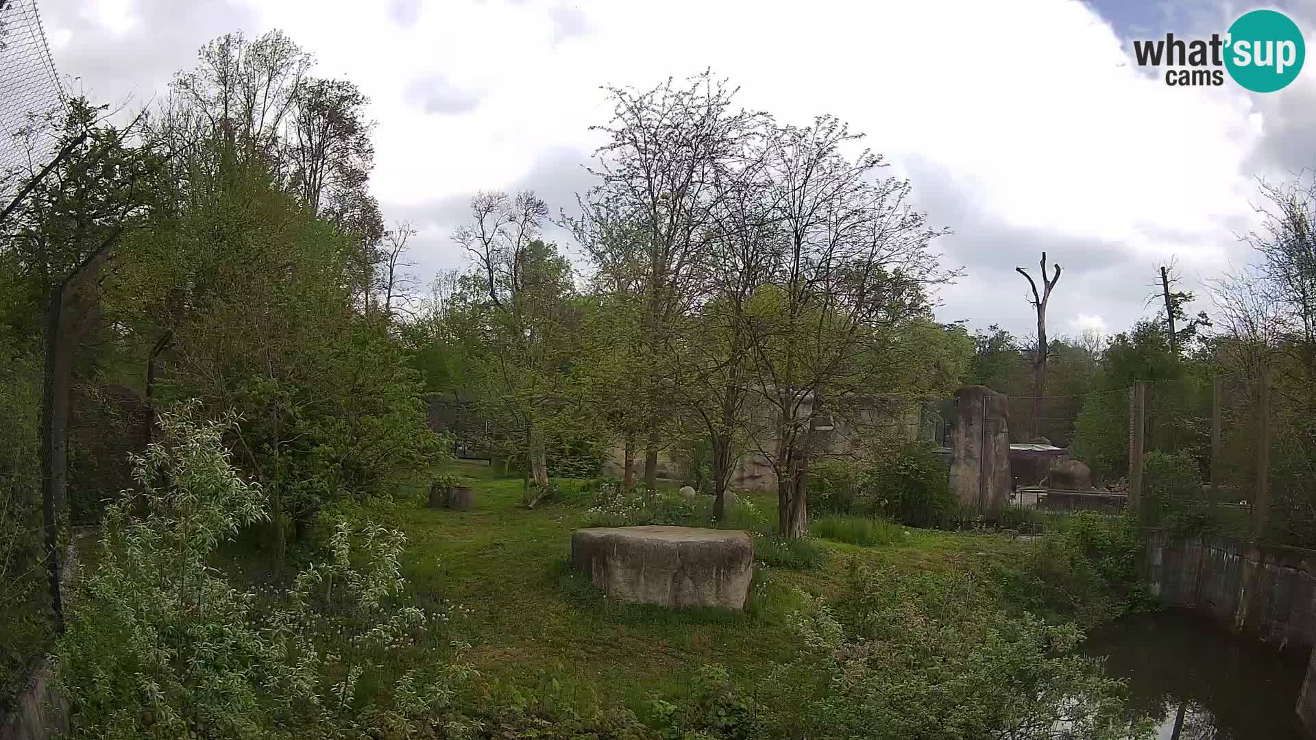 Zoo Zagreb – Lavovi