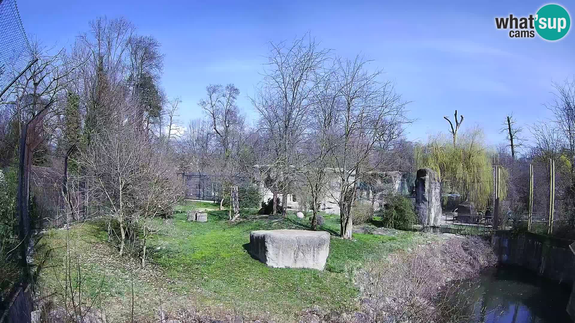 Spletna kamera Zoo Zagreb – Levi