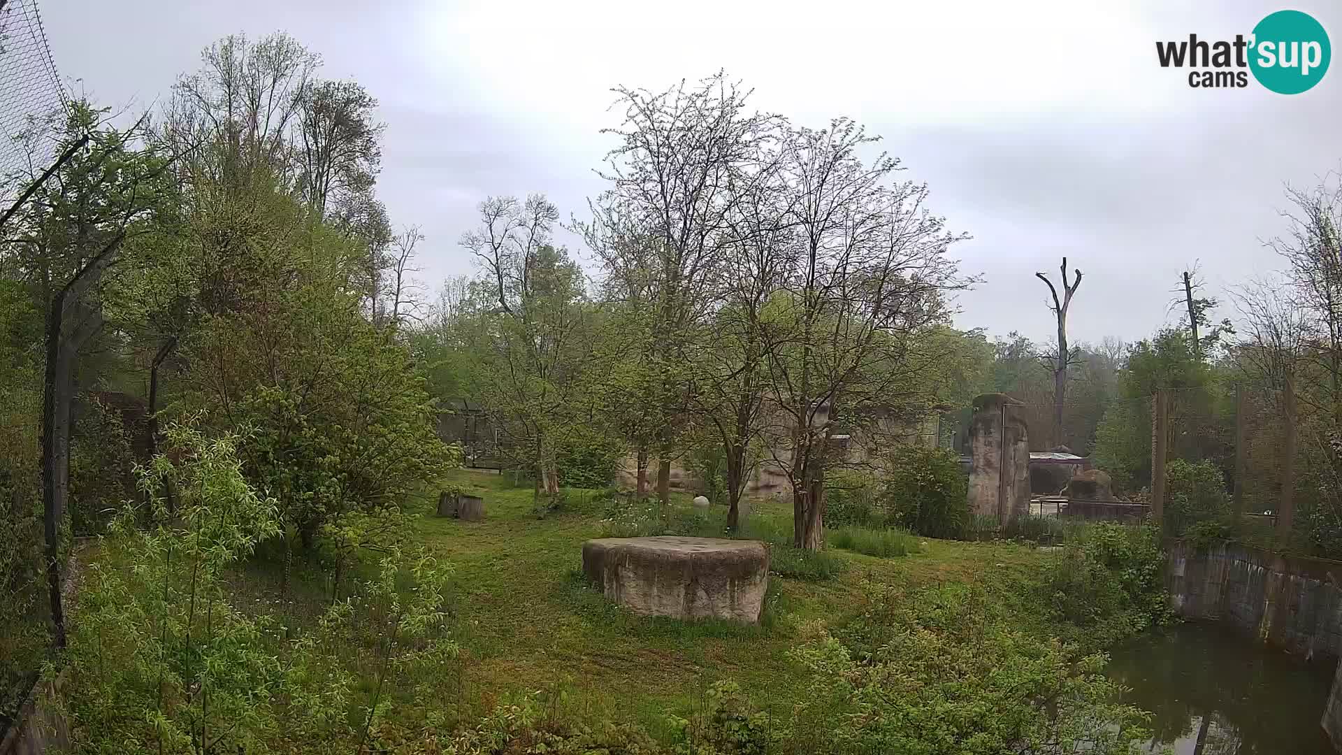 Zoo Zagreb – Leones