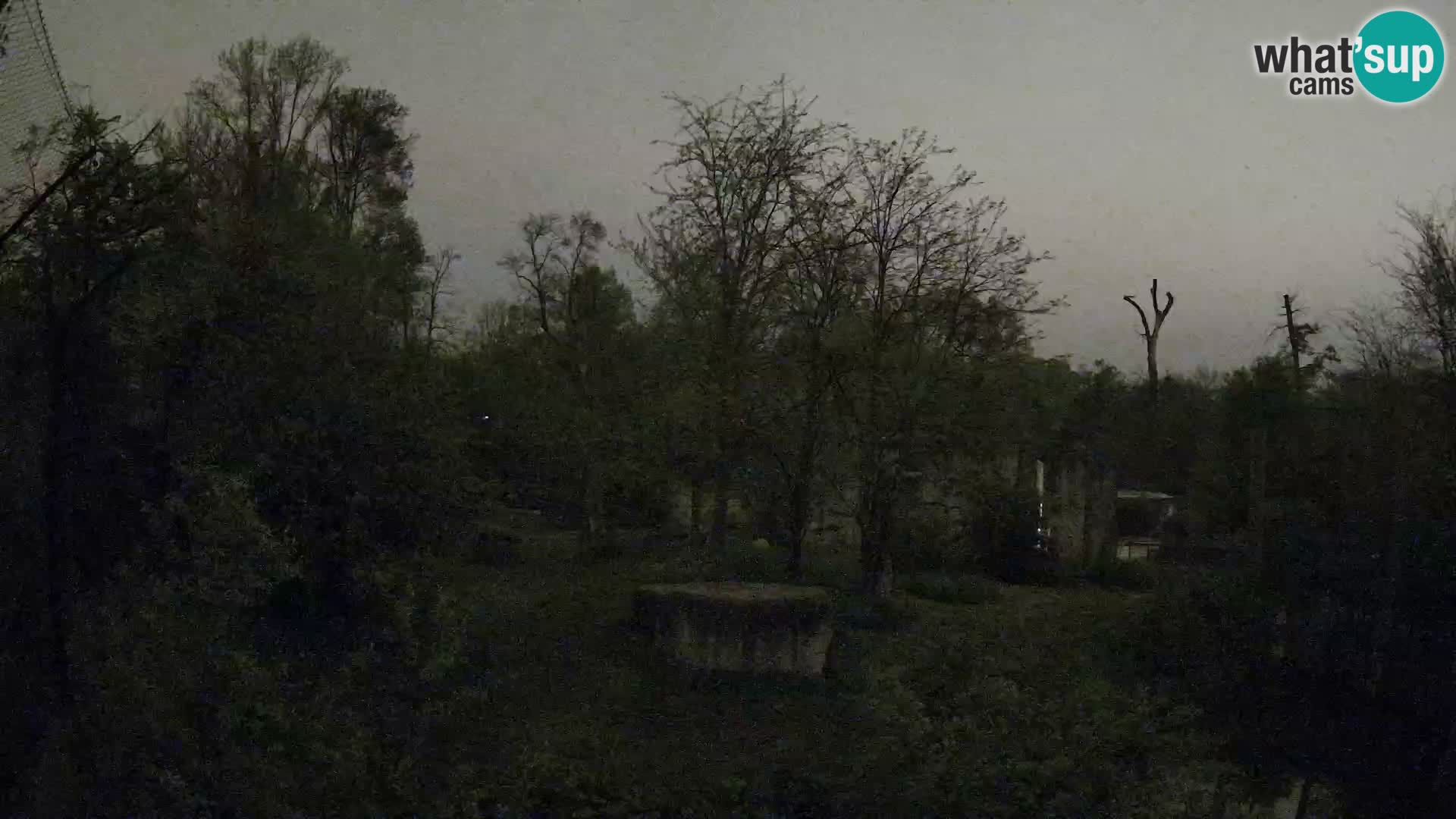 Zoo Zagreb – Leones