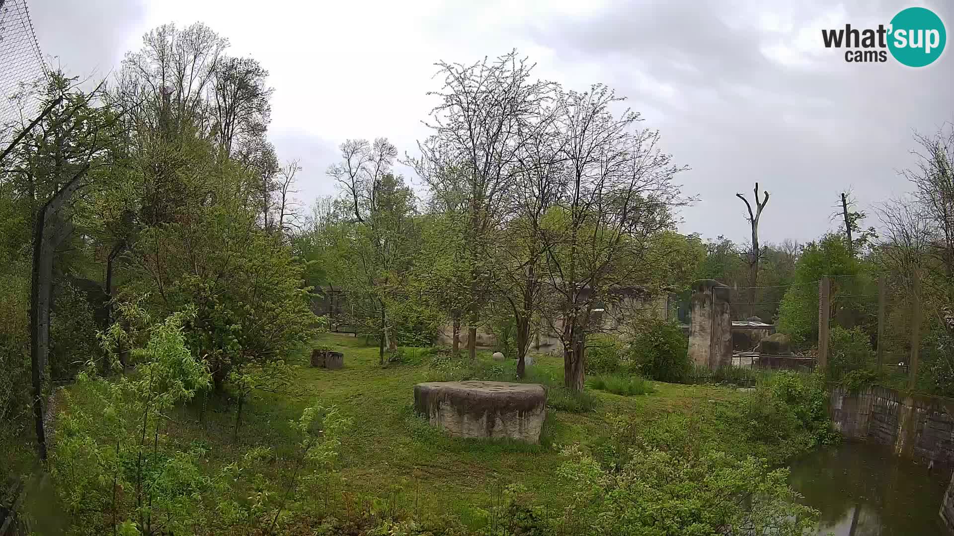 Zoo Zagreb – Lavovi