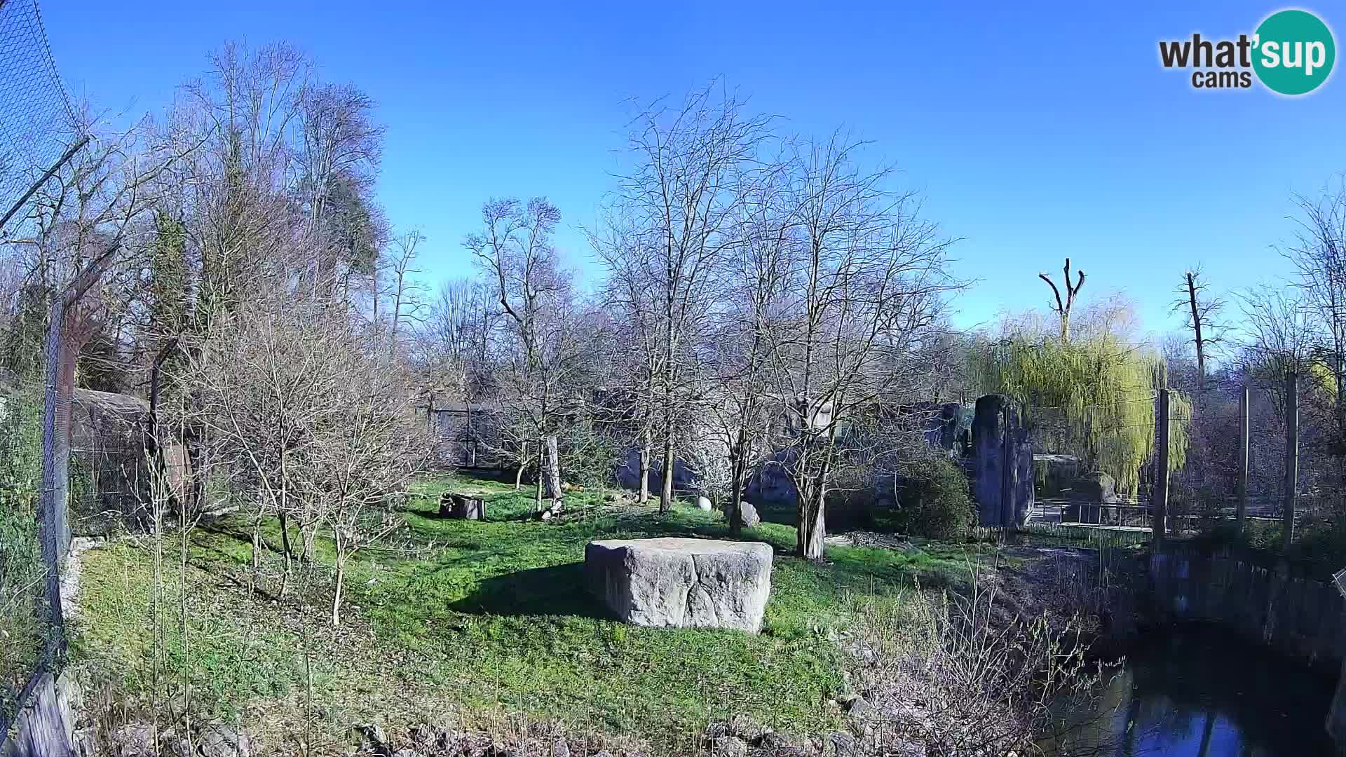 Spletna kamera Zoo Zagreb – Levi