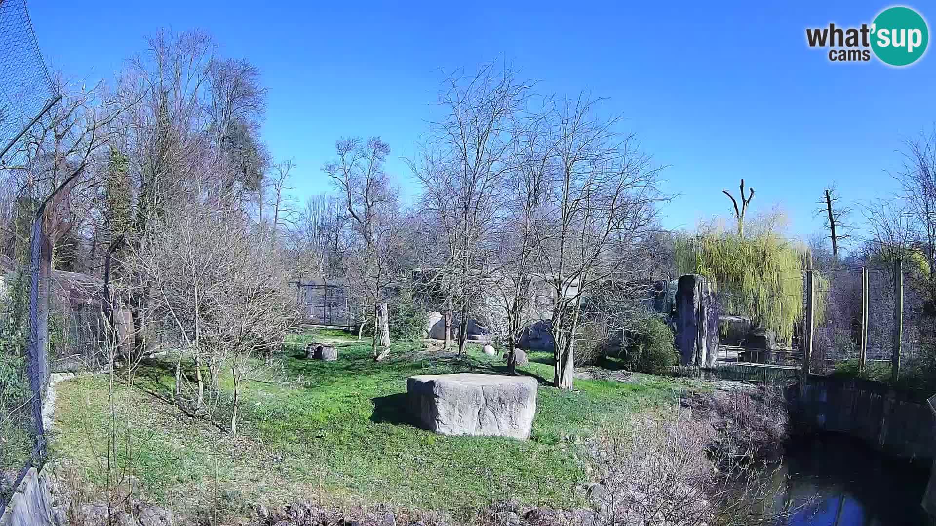 Zoo Zagreb – Lavovi