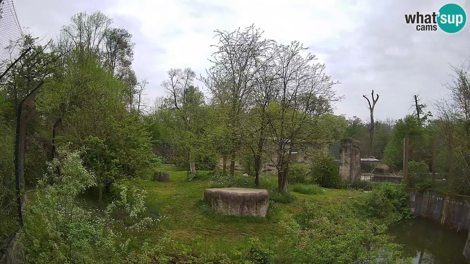 Zoo Zagreb – Löwen