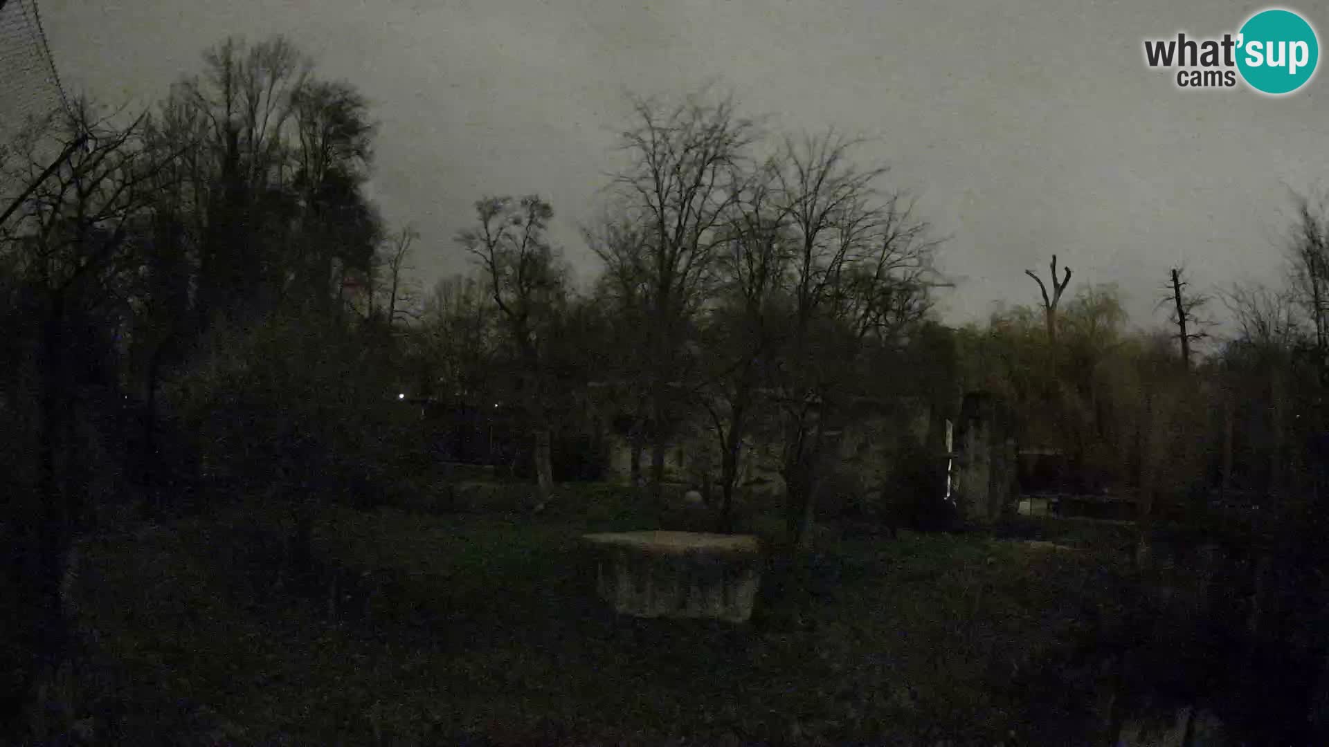 Zoo Zagreb – Lavovi