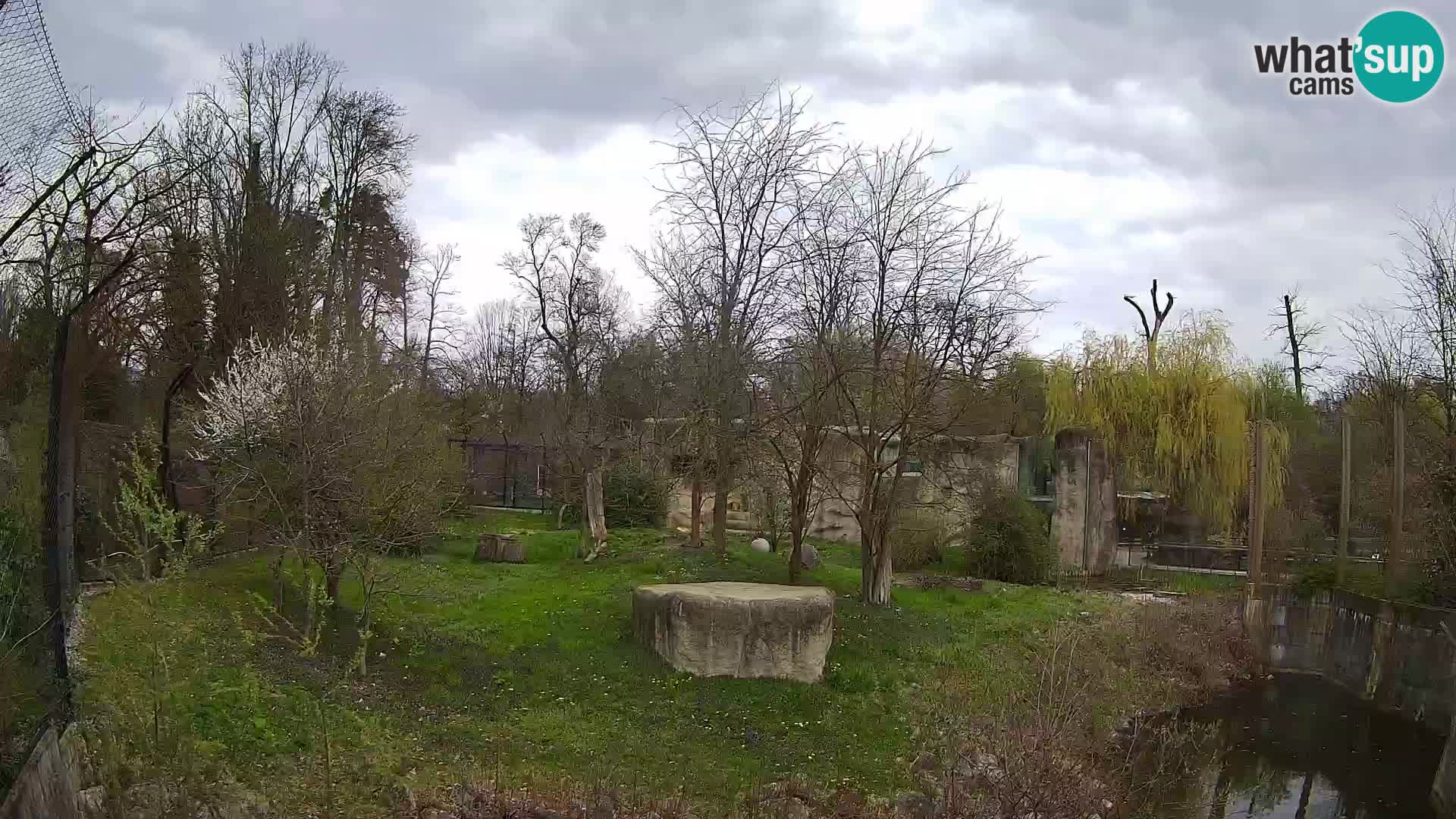 Spletna kamera Zoo Zagreb – Levi