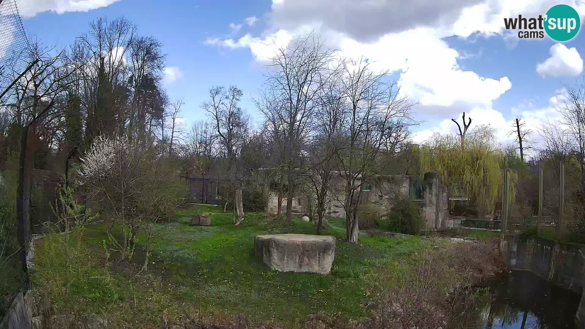 Spletna kamera Zoo Zagreb – Levi