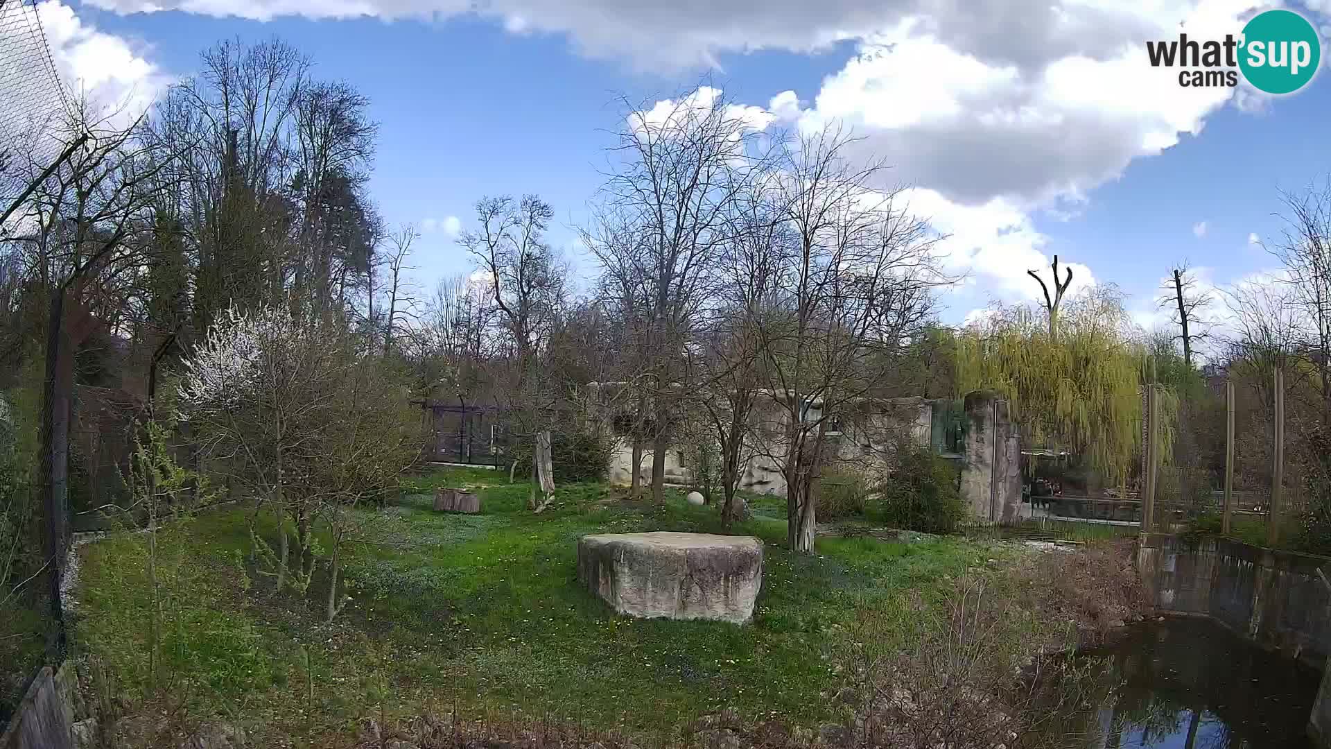 Spletna kamera Zoo Zagreb – Levi