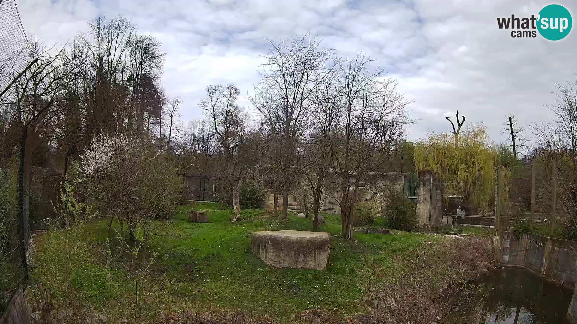 Spletna kamera Zoo Zagreb – Levi