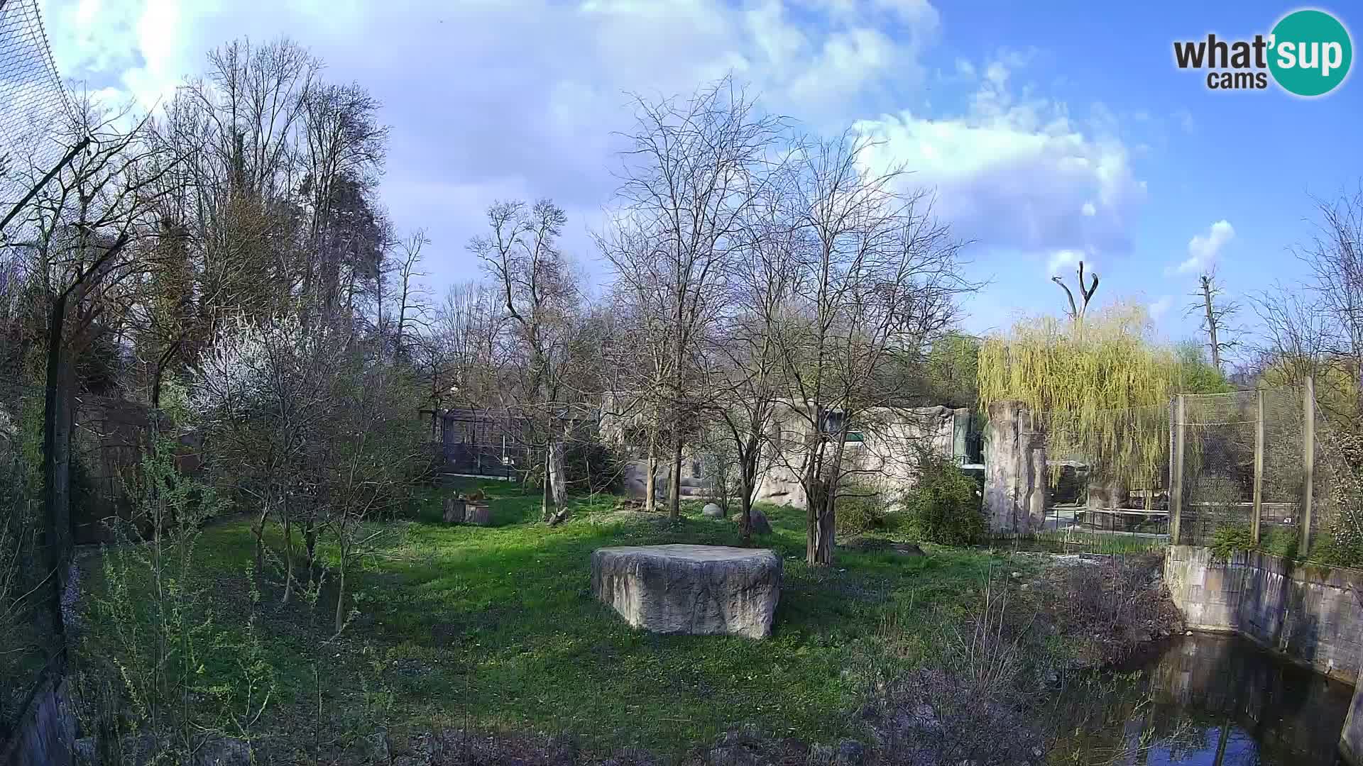 Zoo Zagreb – Löwen