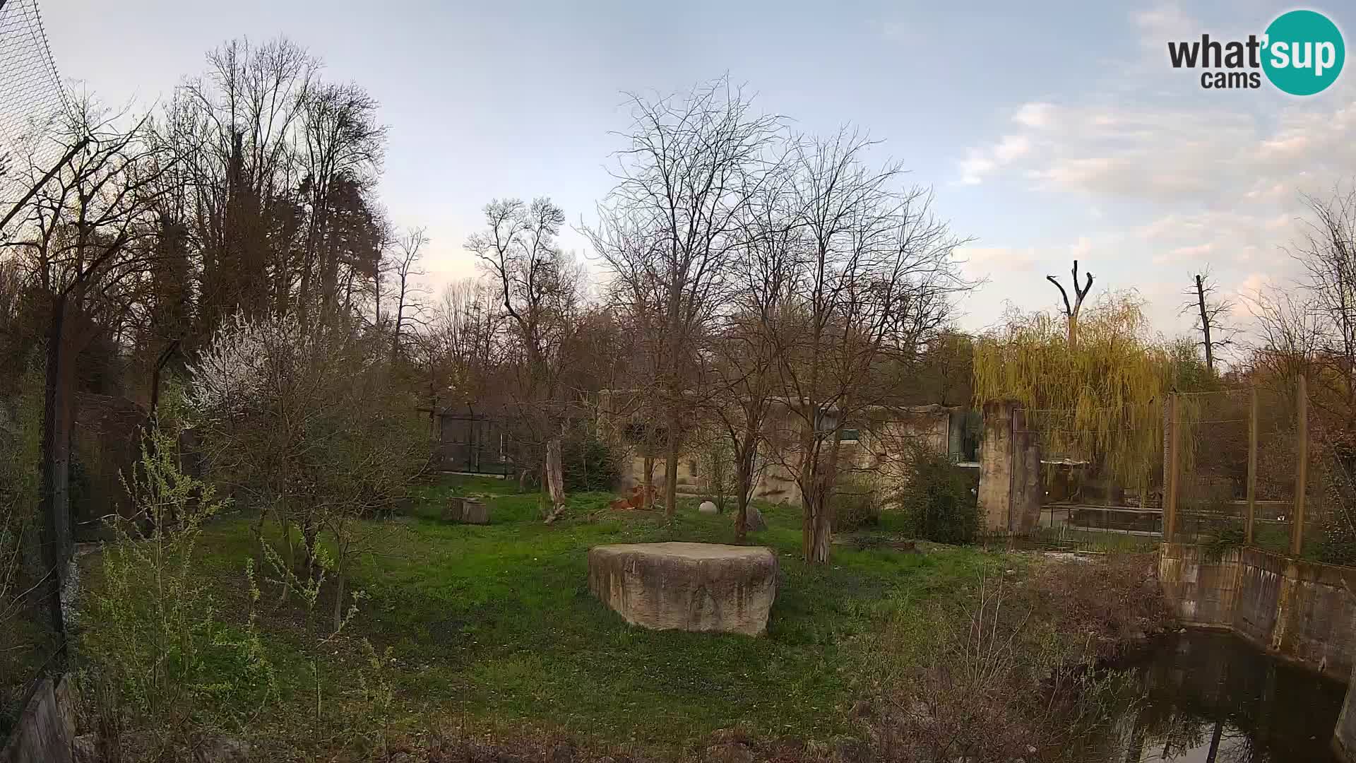 Zoo Zagreb – Leoni