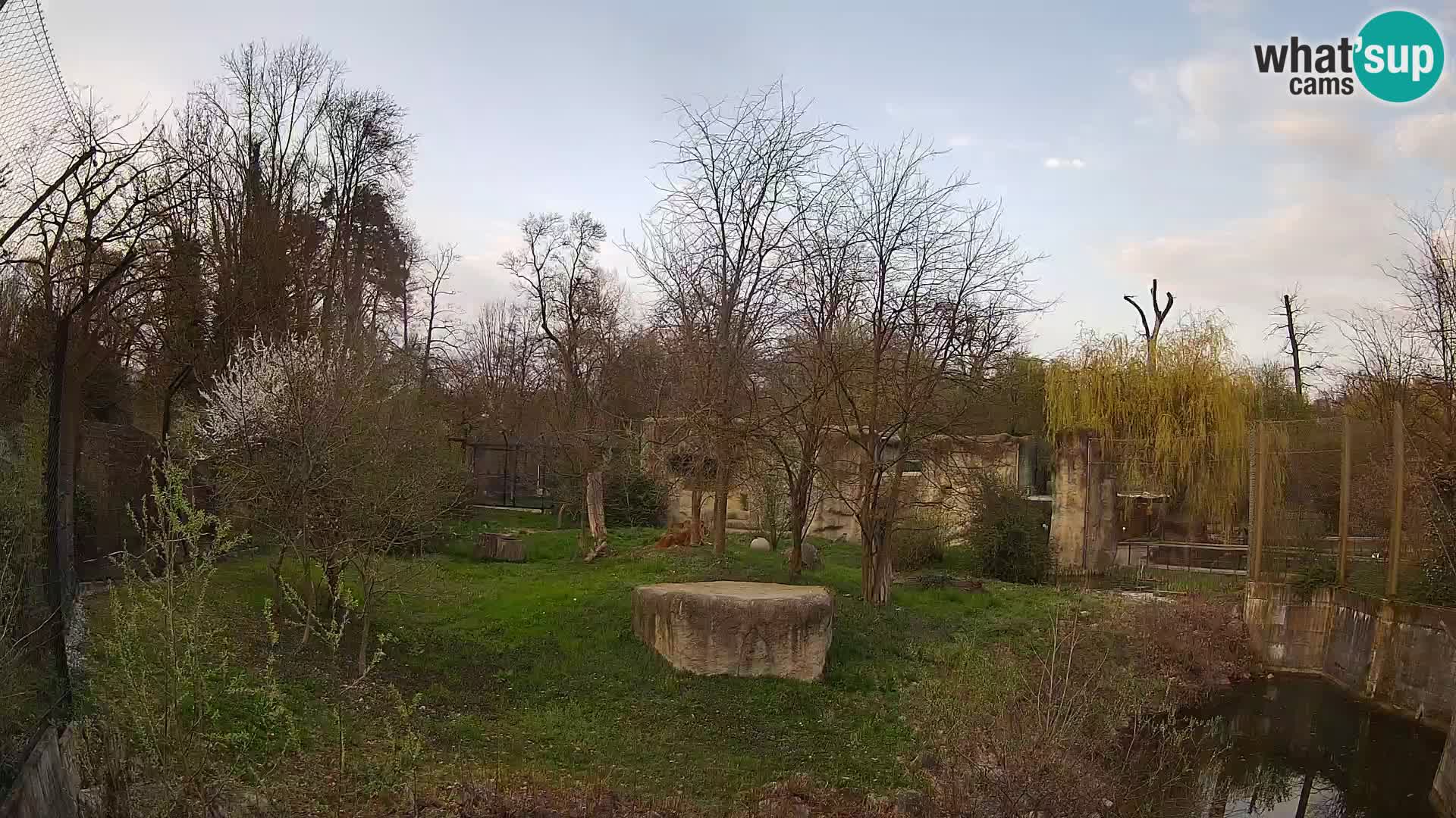 Zoo Zagreb – Löwen