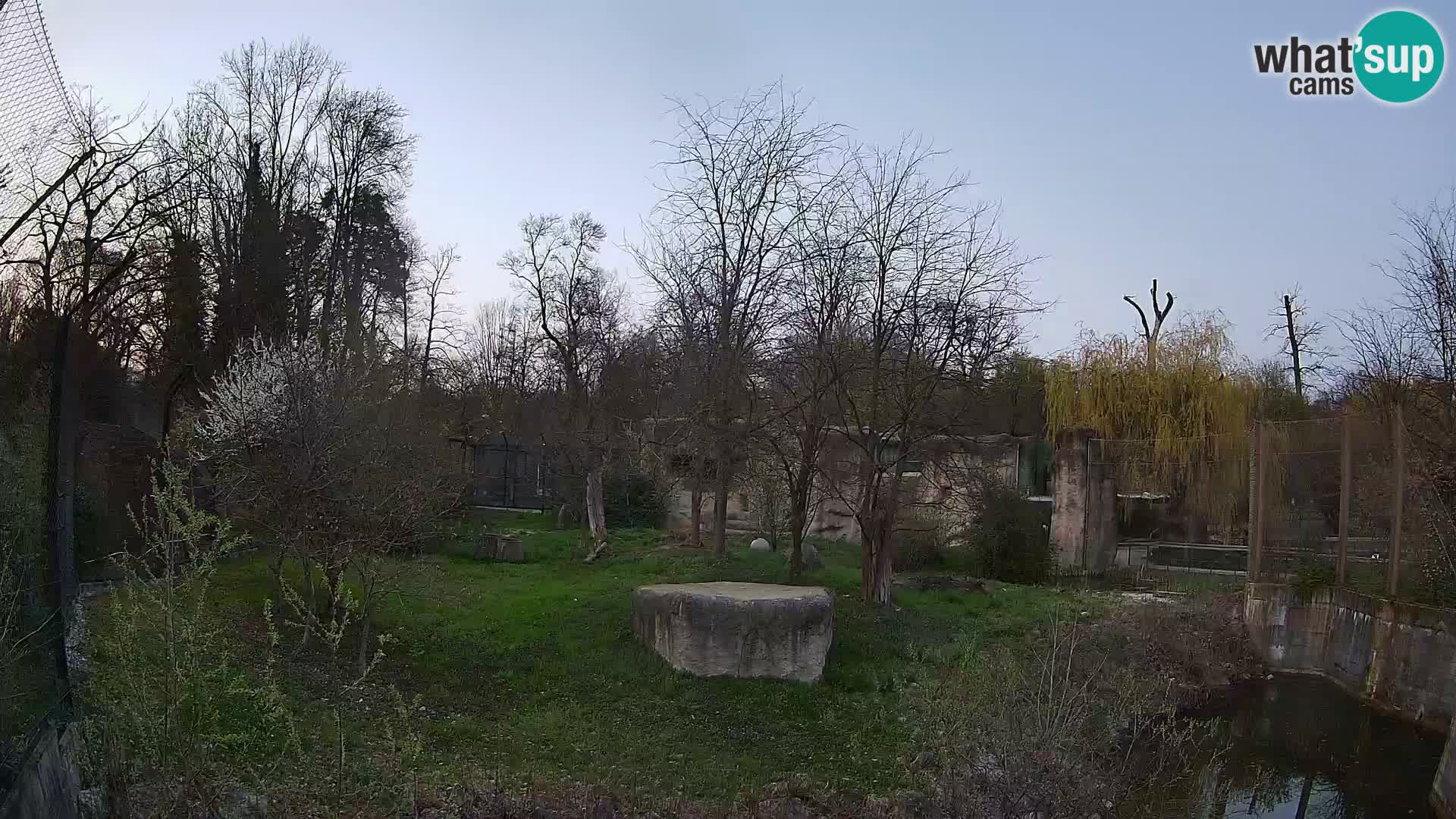 Zoo Zagreb – Lavovi