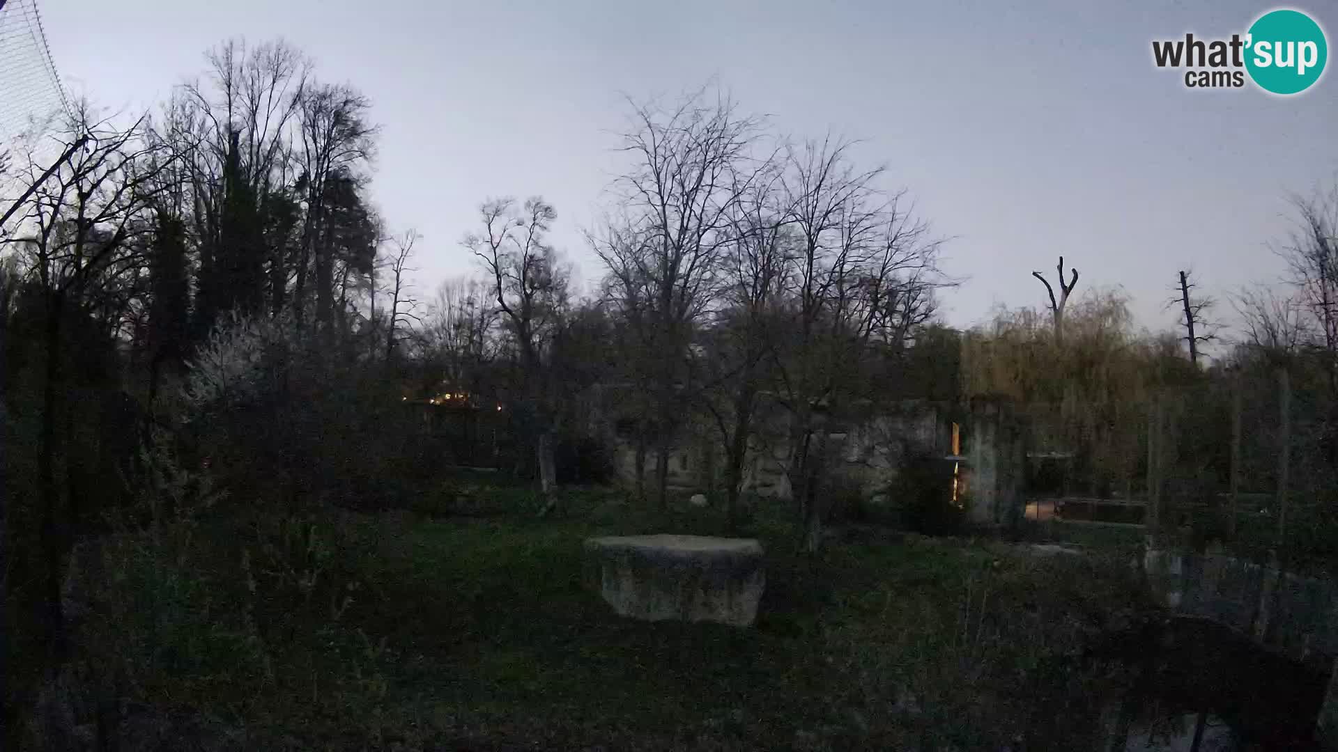 Zoo Zagreb – Lavovi