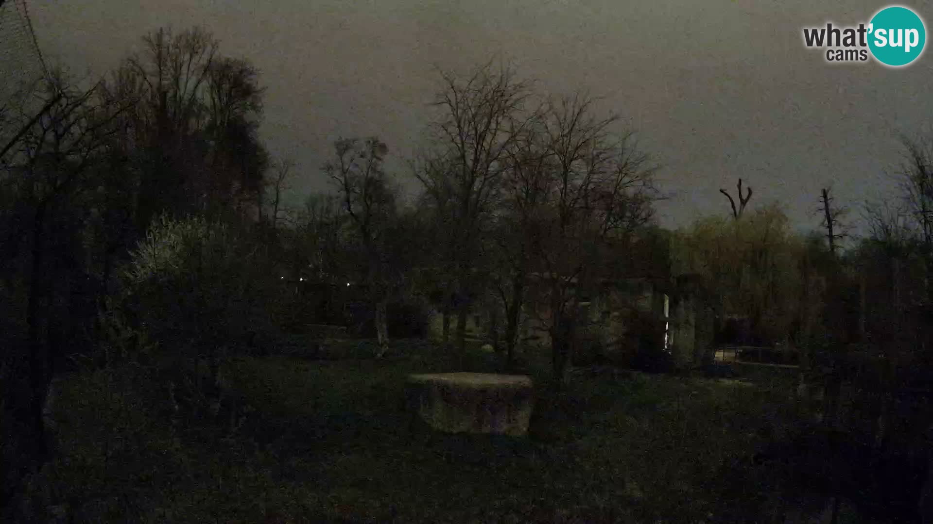 Zoo Zagreb – Lavovi