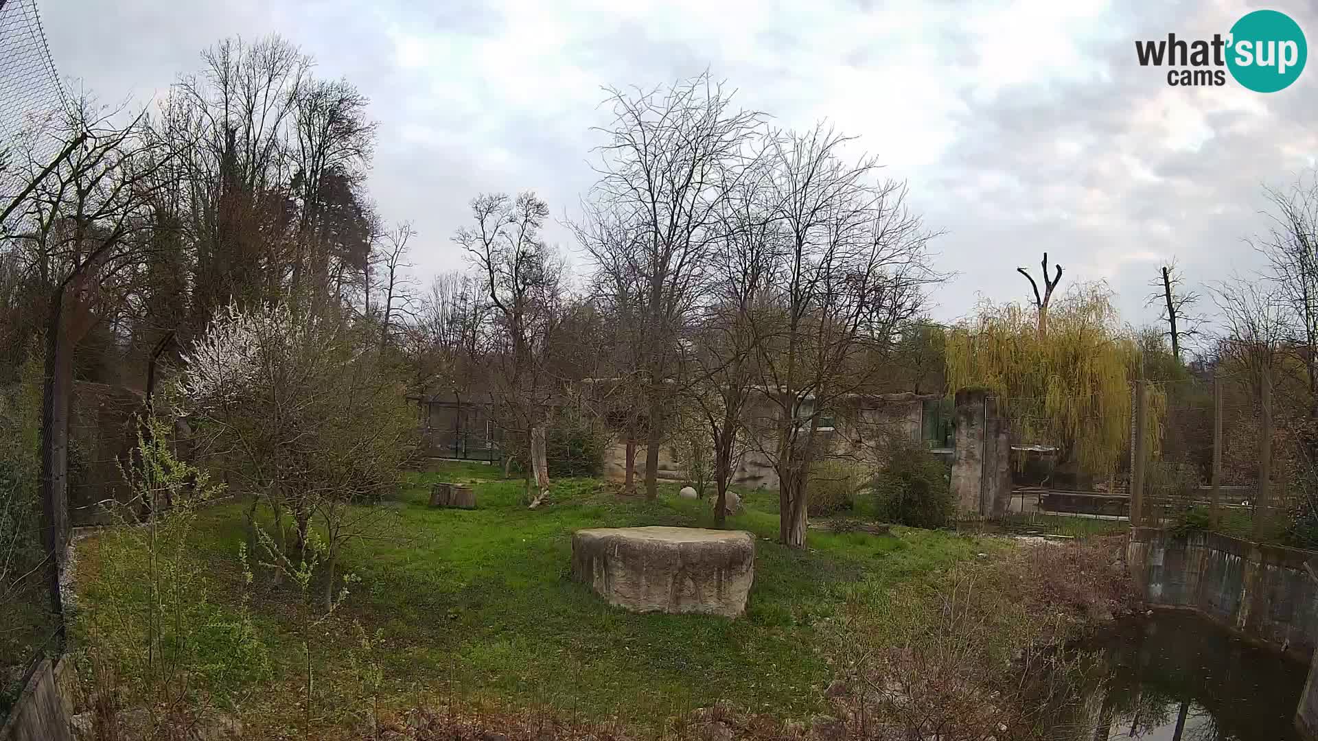 Zoo Zagreb – Löwen