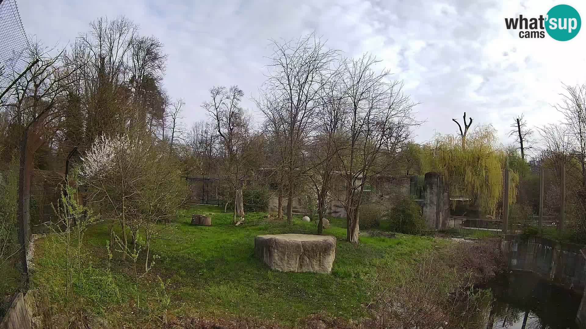 Zoo Zagreb – Löwen