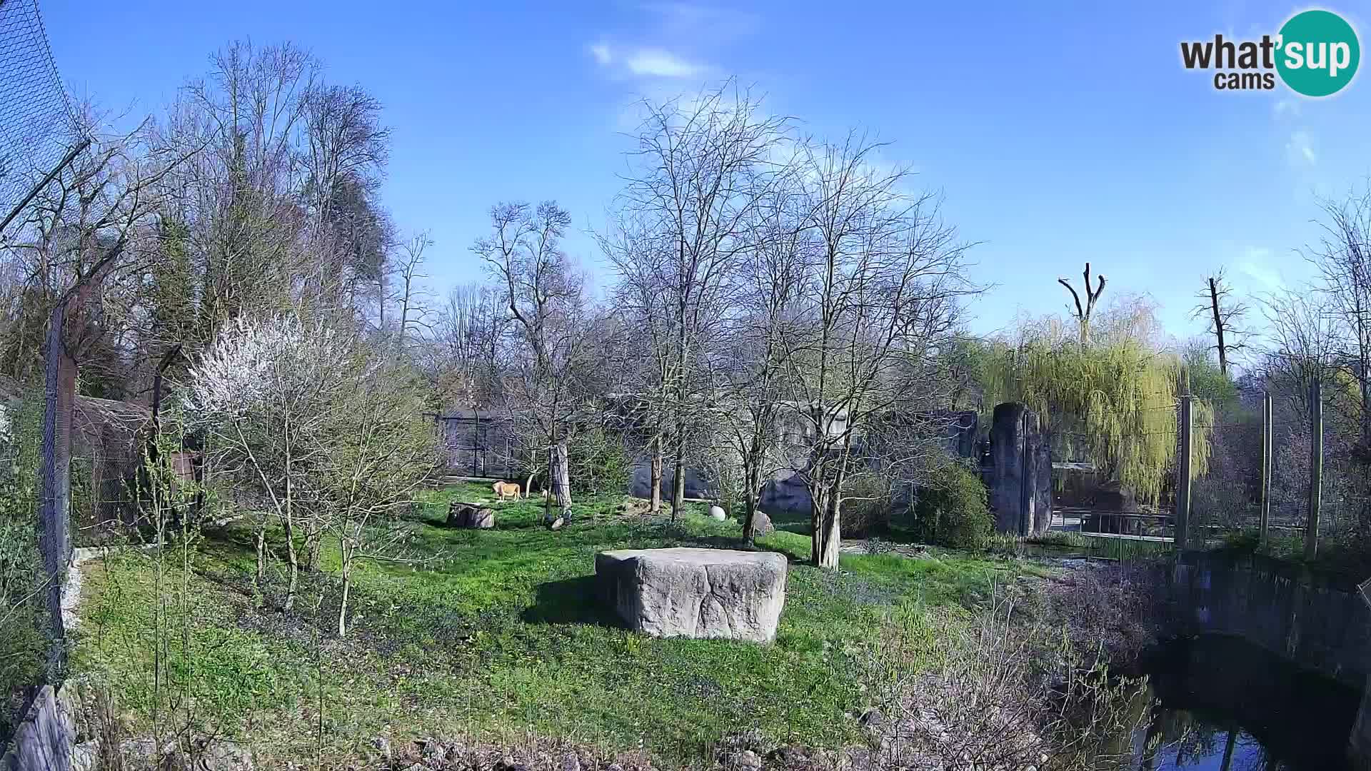 Zoo Zagreb – Lion
