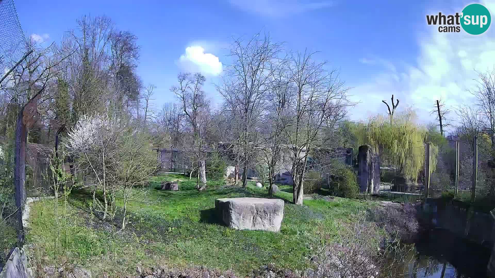 Zoo Zagreb – Lavovi