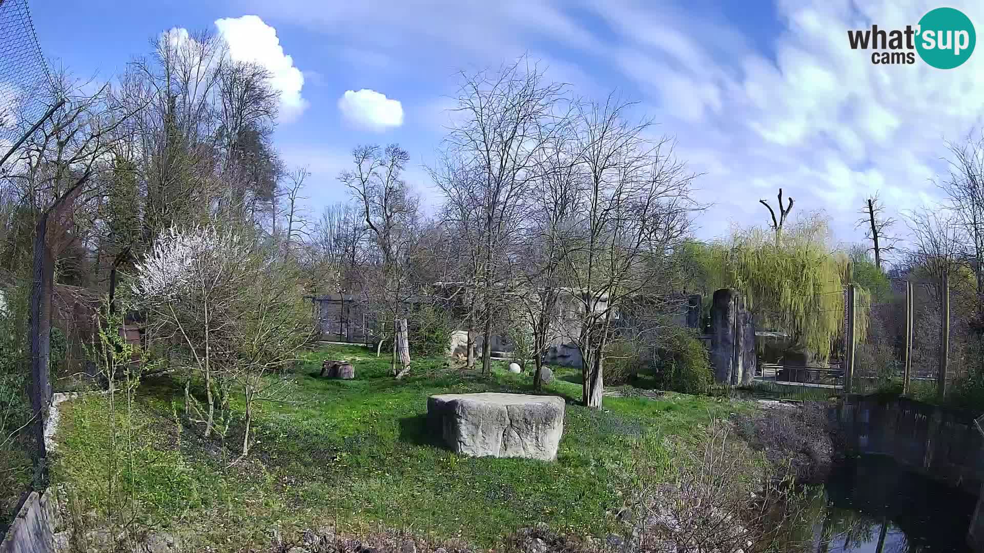 Zoo Zagreb – Löwen