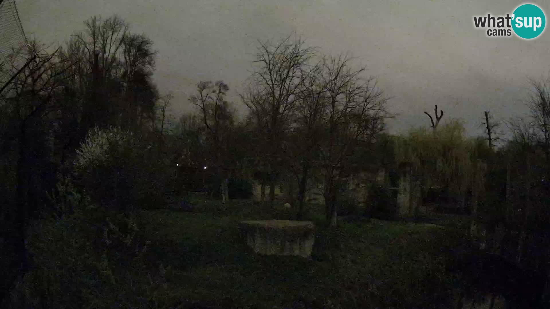 Spletna kamera Zoo Zagreb – Levi