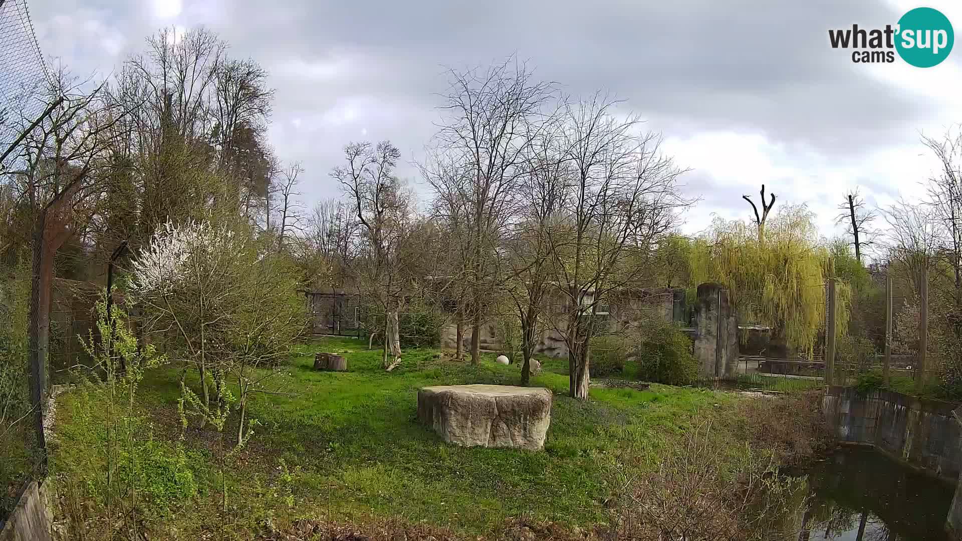 Spletna kamera Zoo Zagreb – Levi