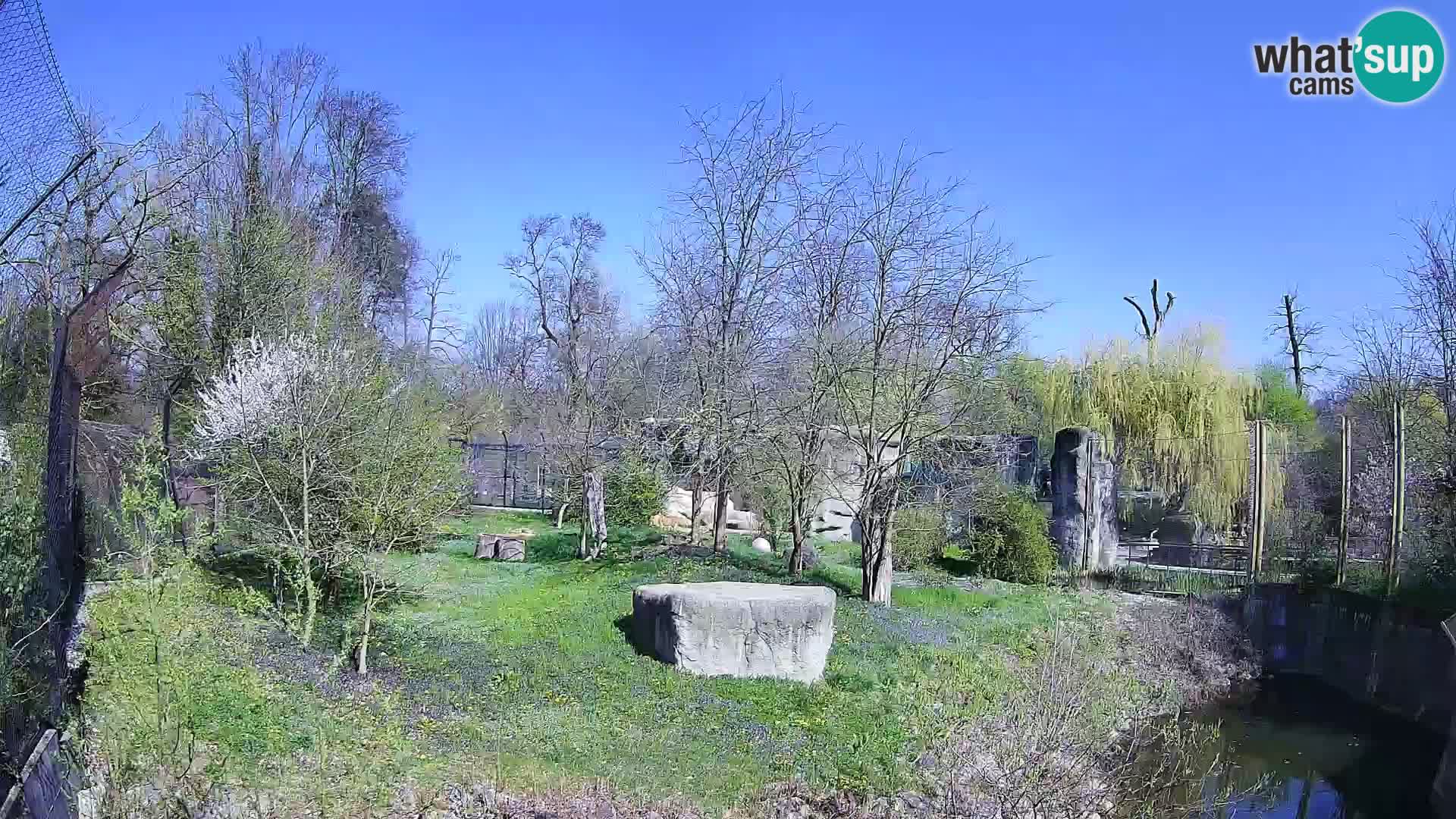 Zoo Zagreb – Löwen