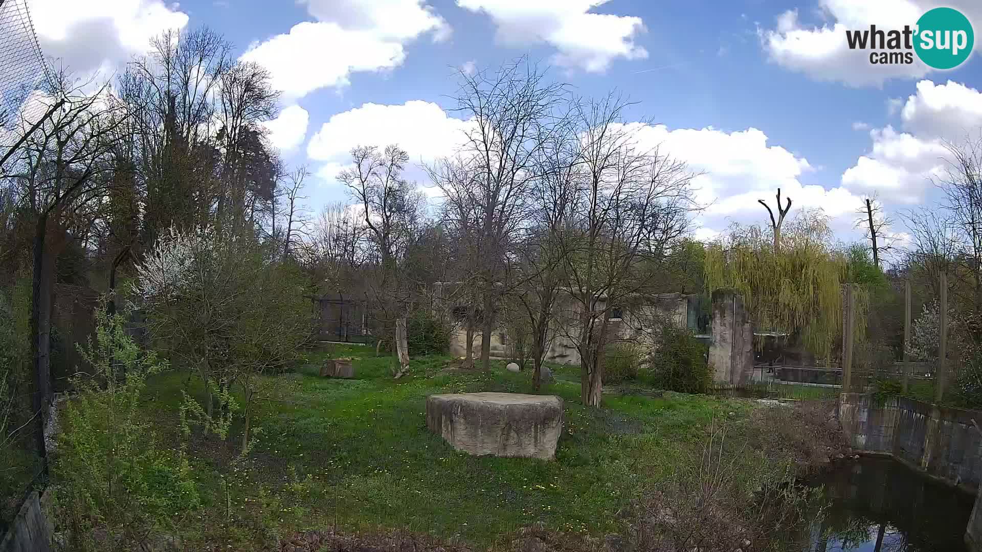 Spletna kamera Zoo Zagreb – Levi