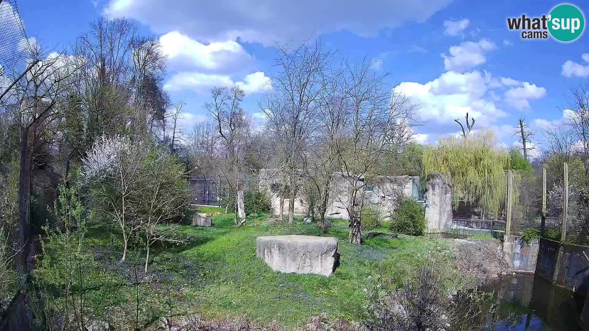 Spletna kamera Zoo Zagreb – Levi