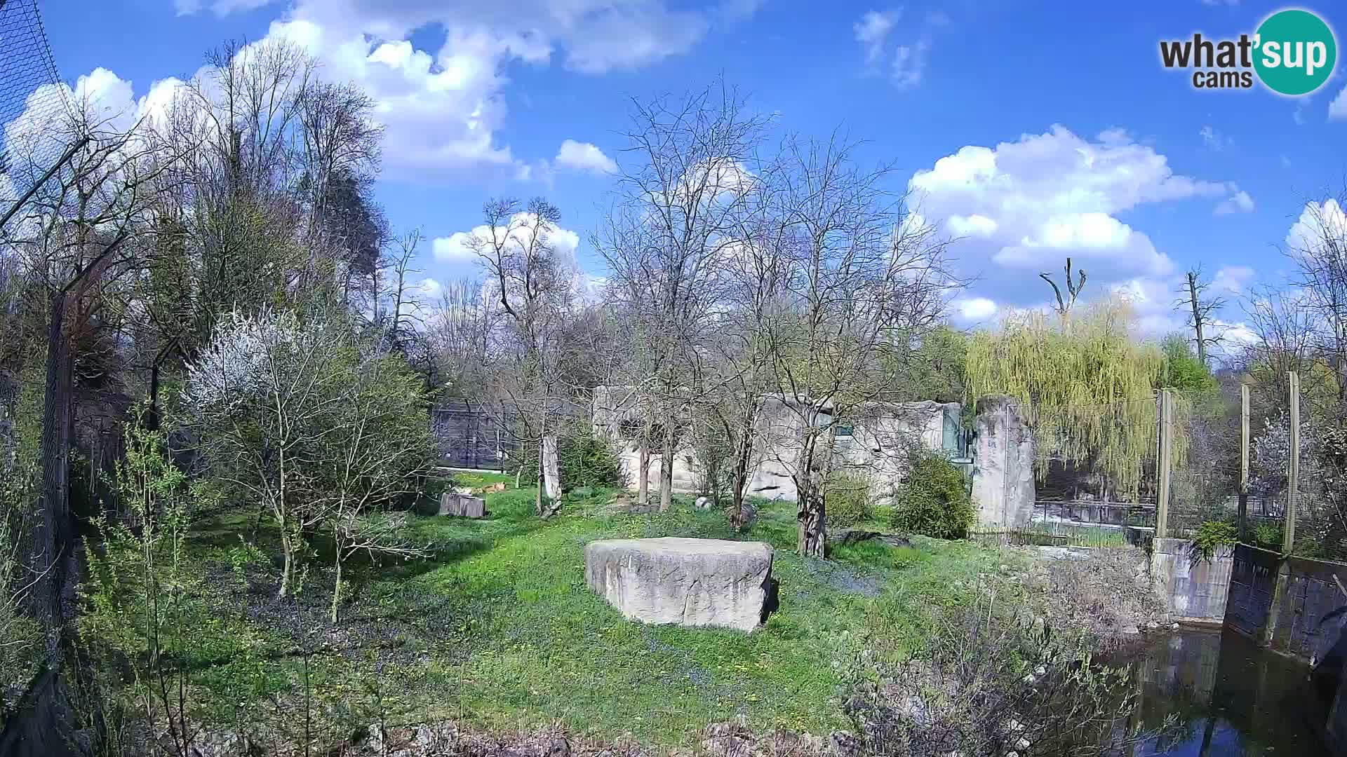 Zoo Zagreb – Leoni