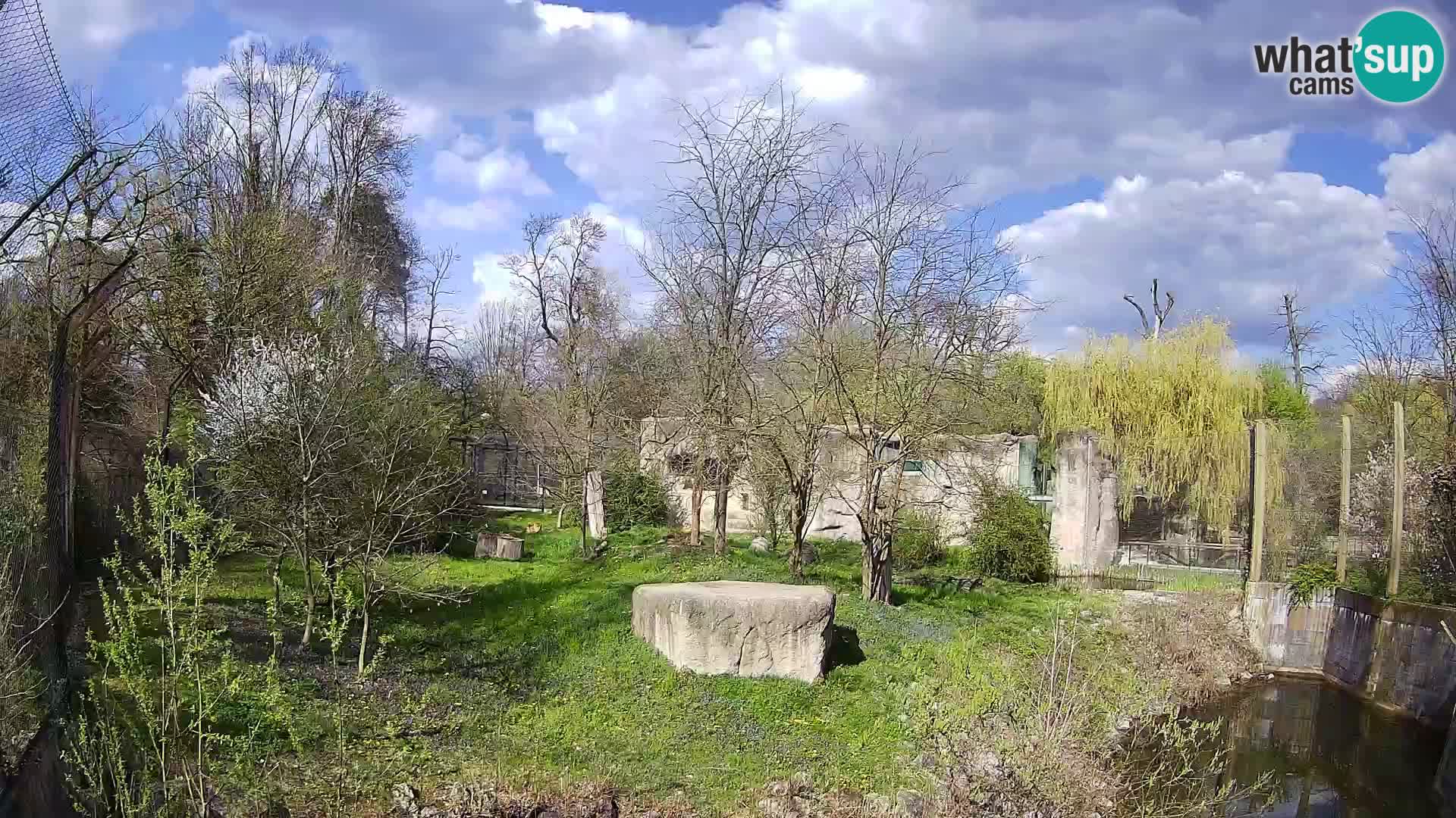 Zoo Zagreb – Leones