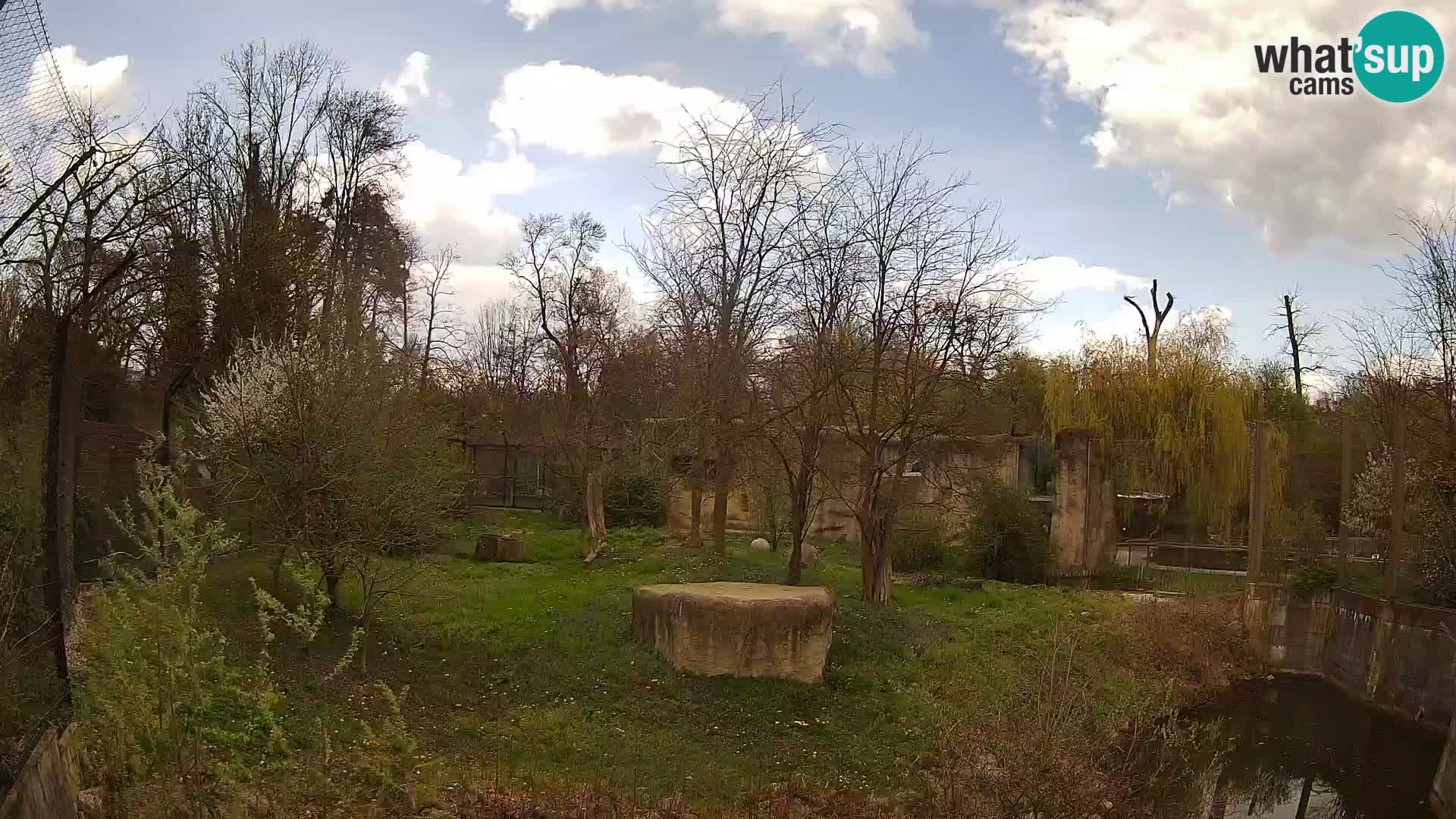 Zoo Zagreb – Lavovi