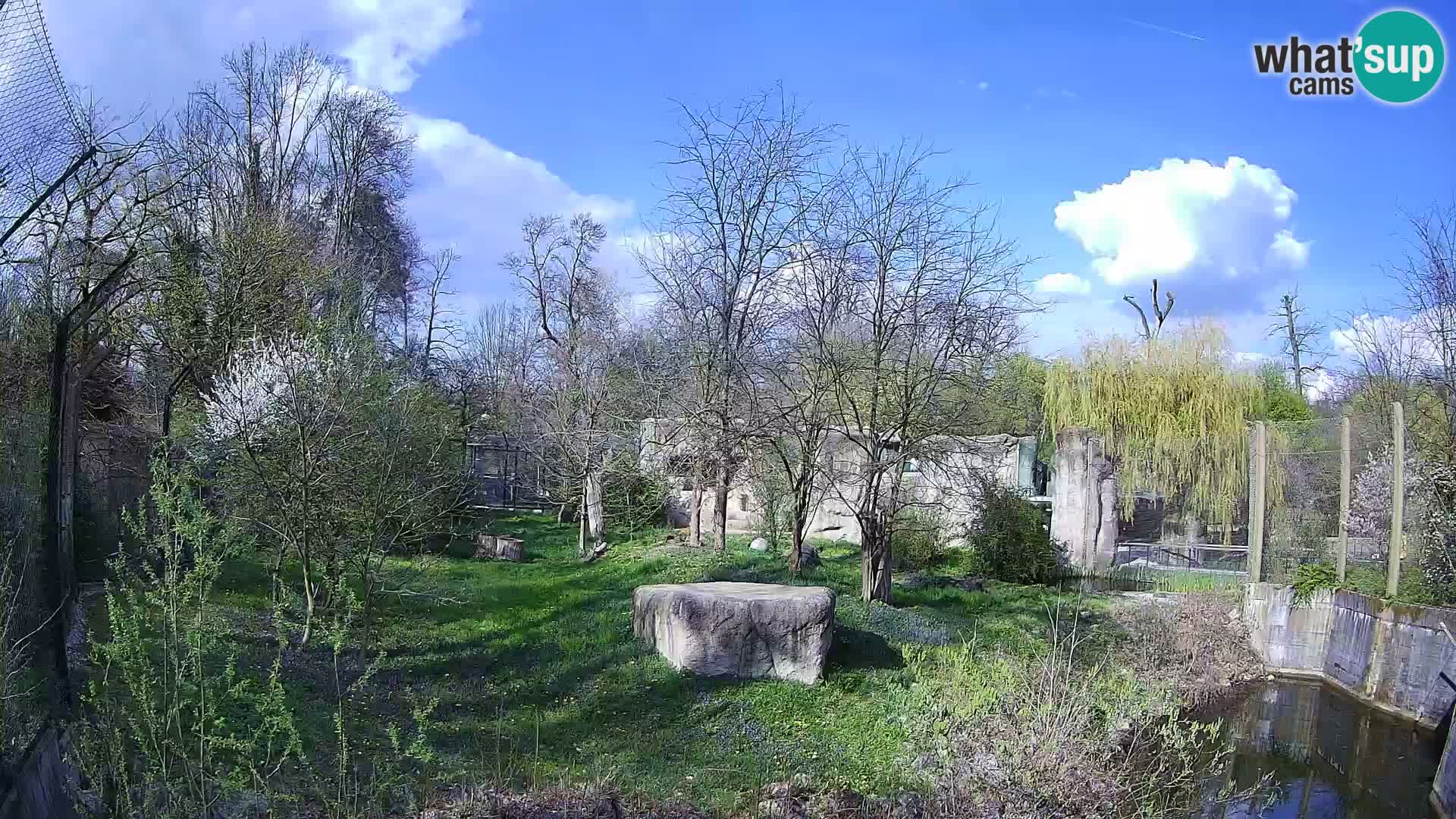 Zoo Zagreb – Leones