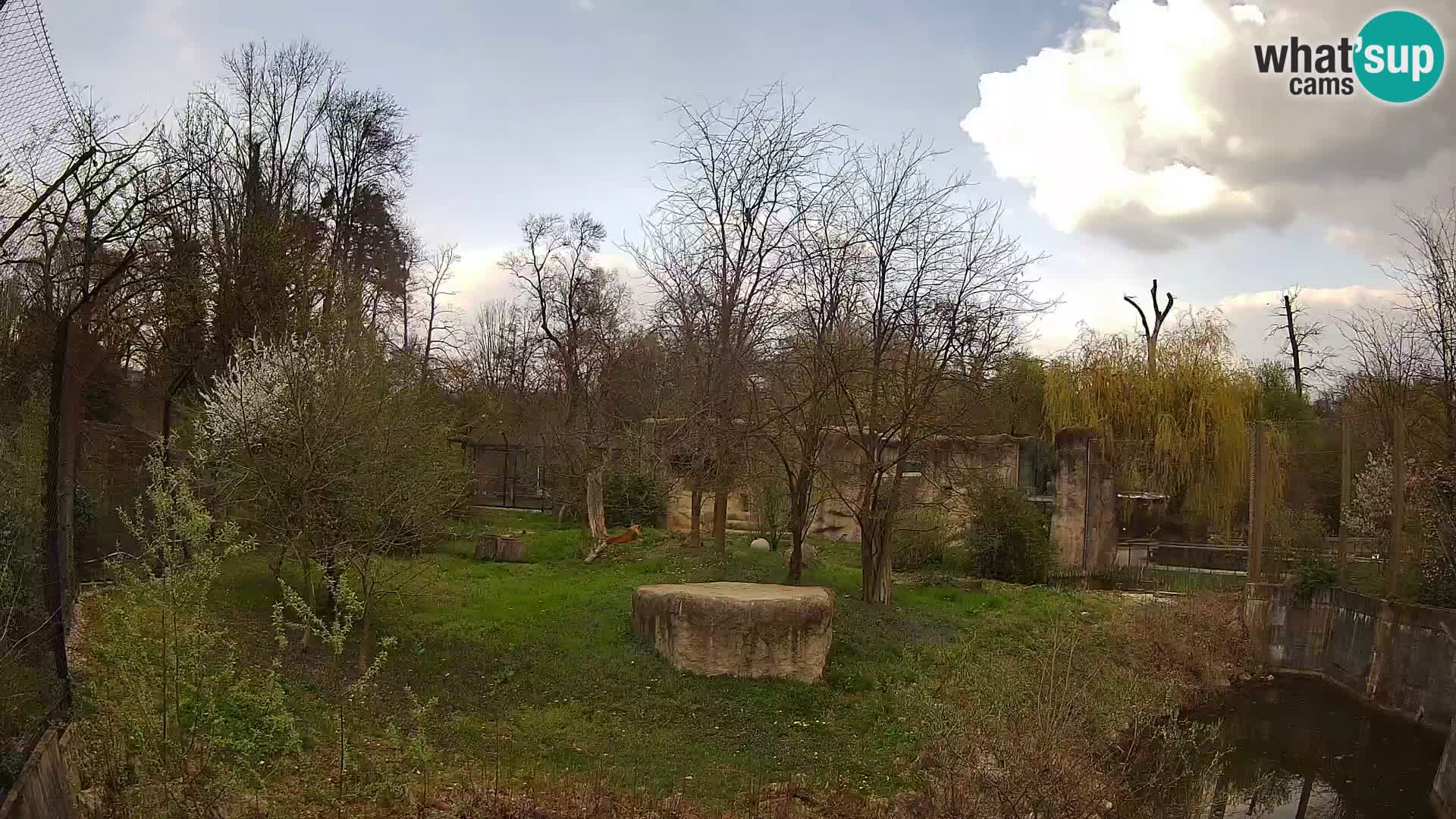 Zoo Zagreb – Leoni