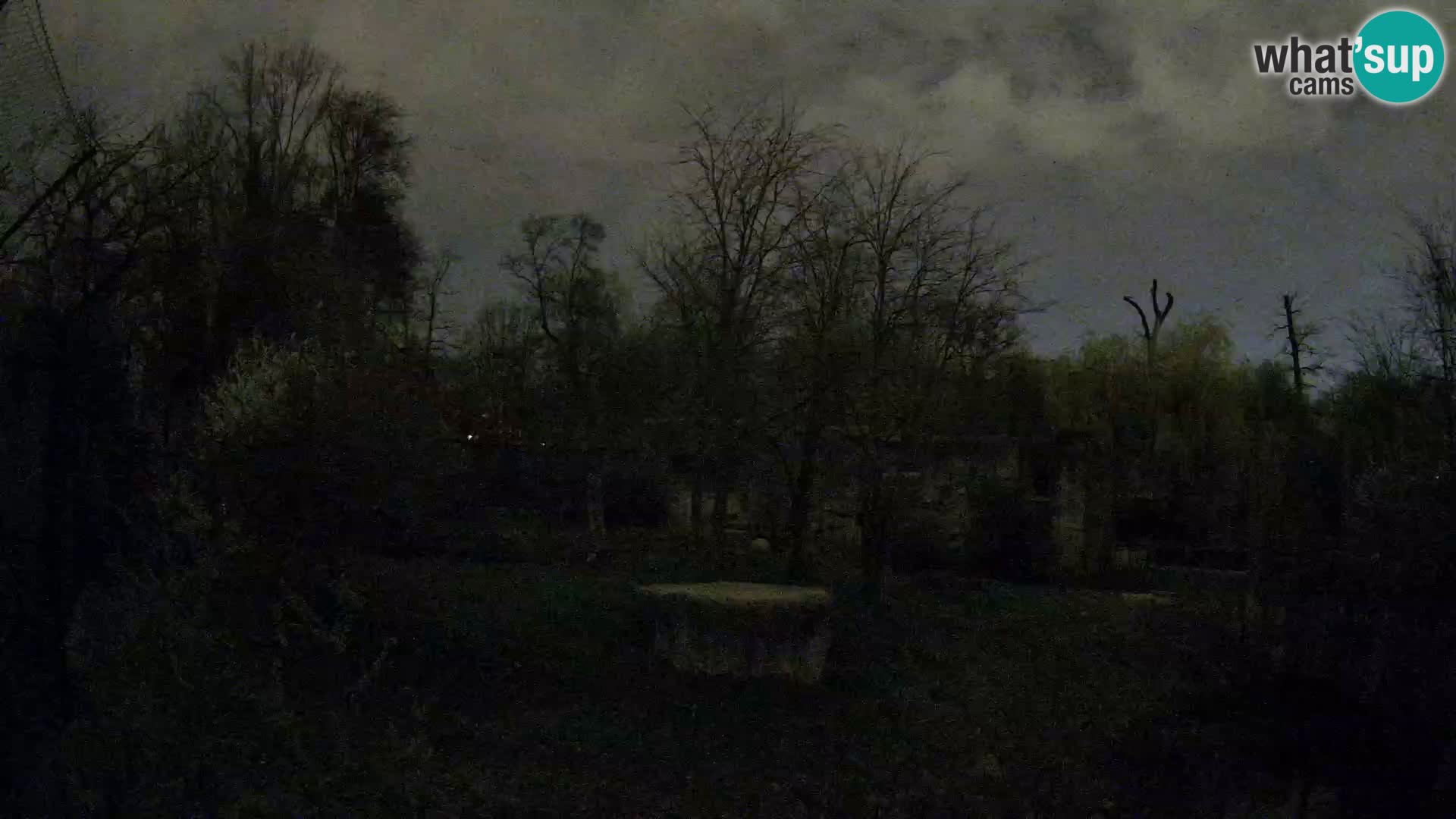 Spletna kamera Zoo Zagreb – Levi