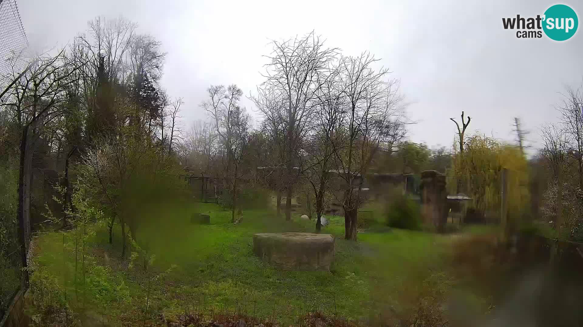 Zoo Zagreb – Löwen