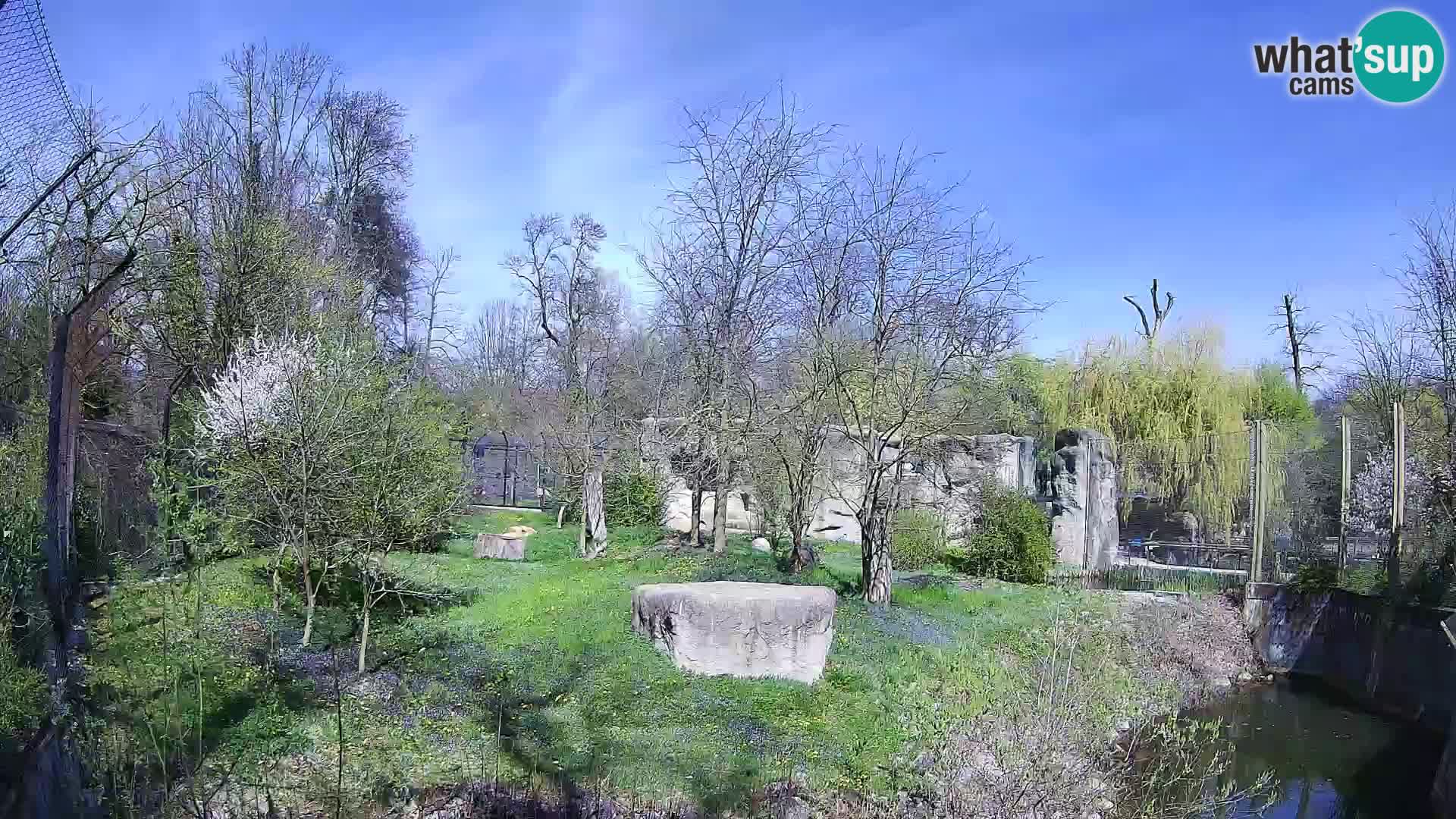 Zoo Zagreb – Leones