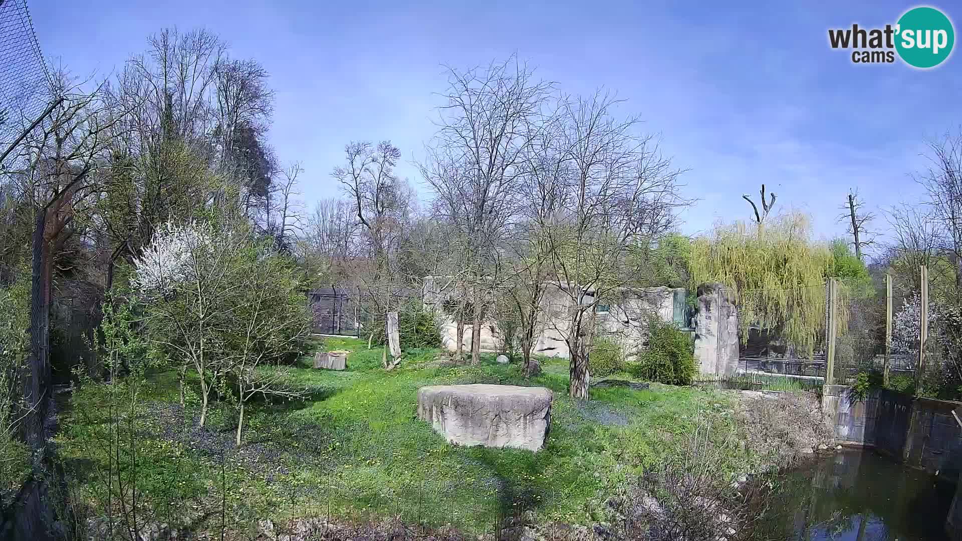 Zoo Zagreb – Löwen