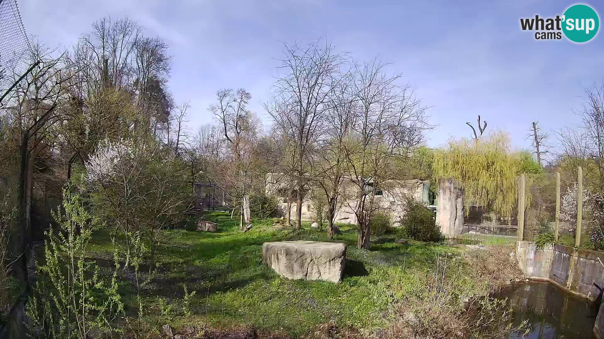 Zoo Zagreb – Löwen