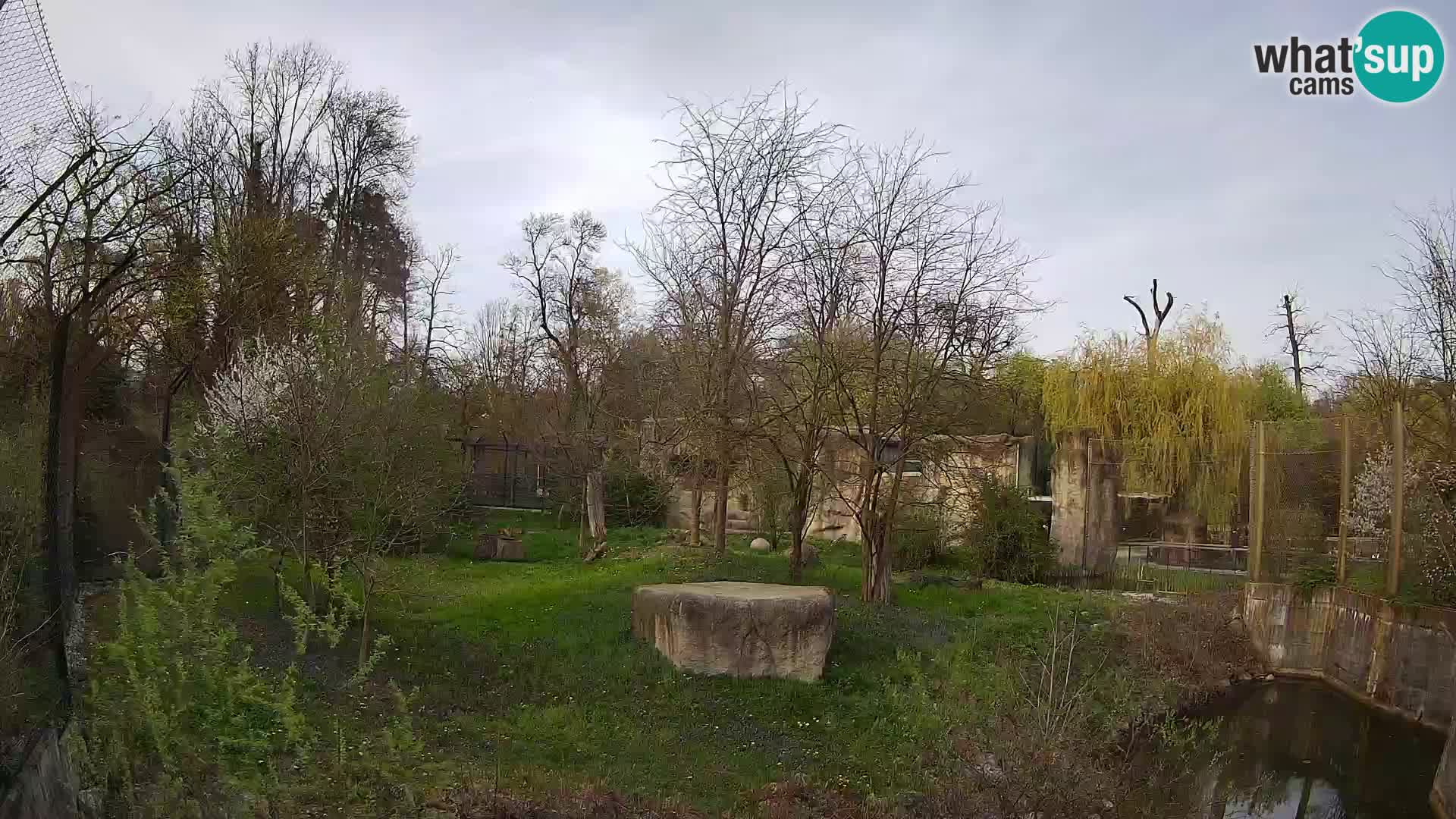 Zoo Zagreb – Lavovi