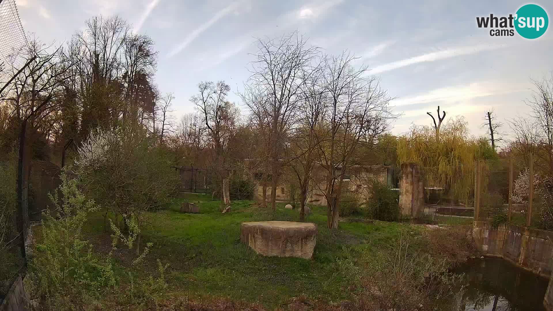 Spletna kamera Zoo Zagreb – Levi