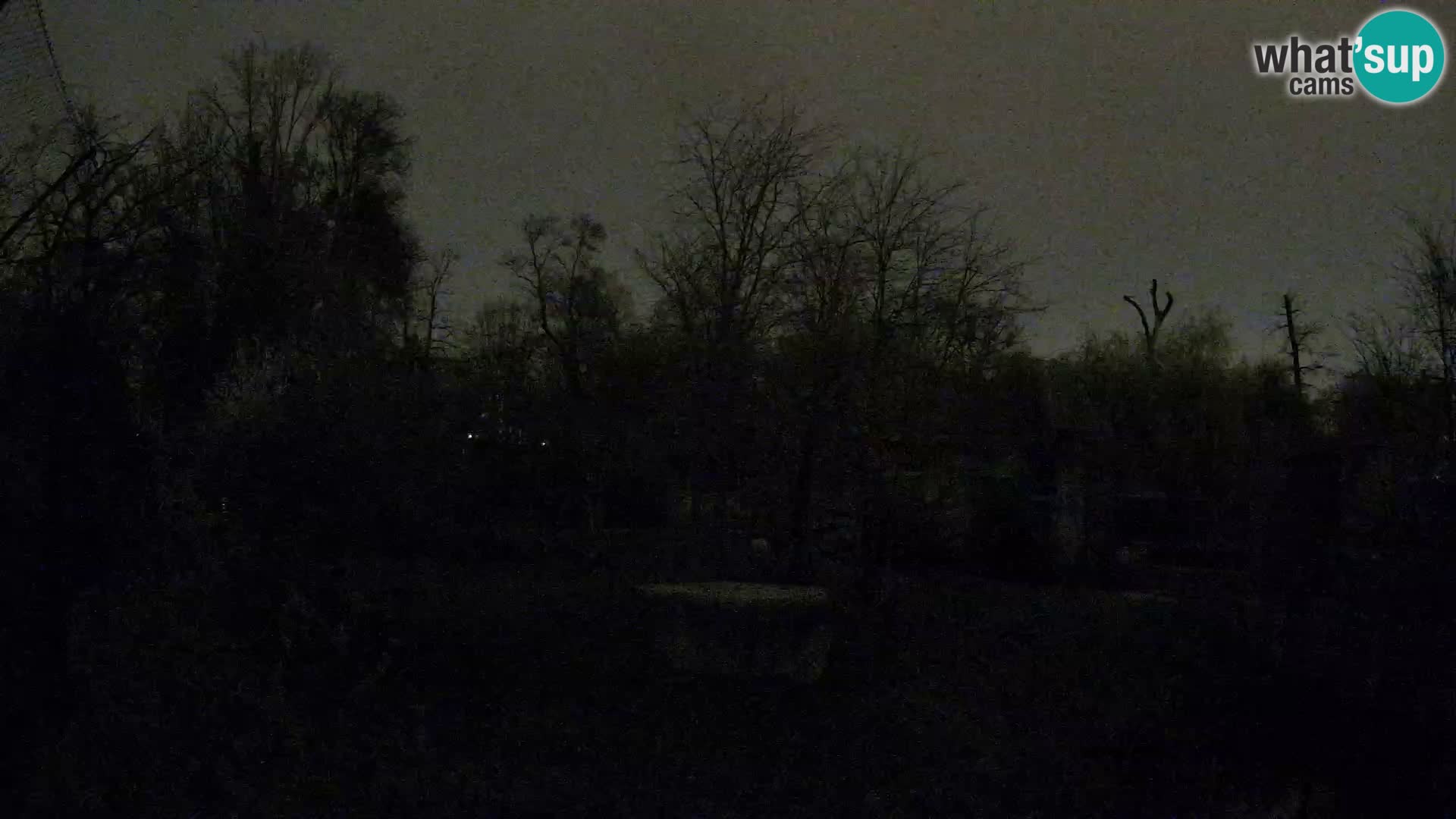 Zoo Zagreb – Lavovi