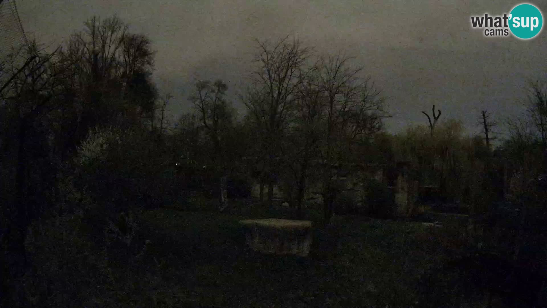 Zoo Zagreb – Lavovi