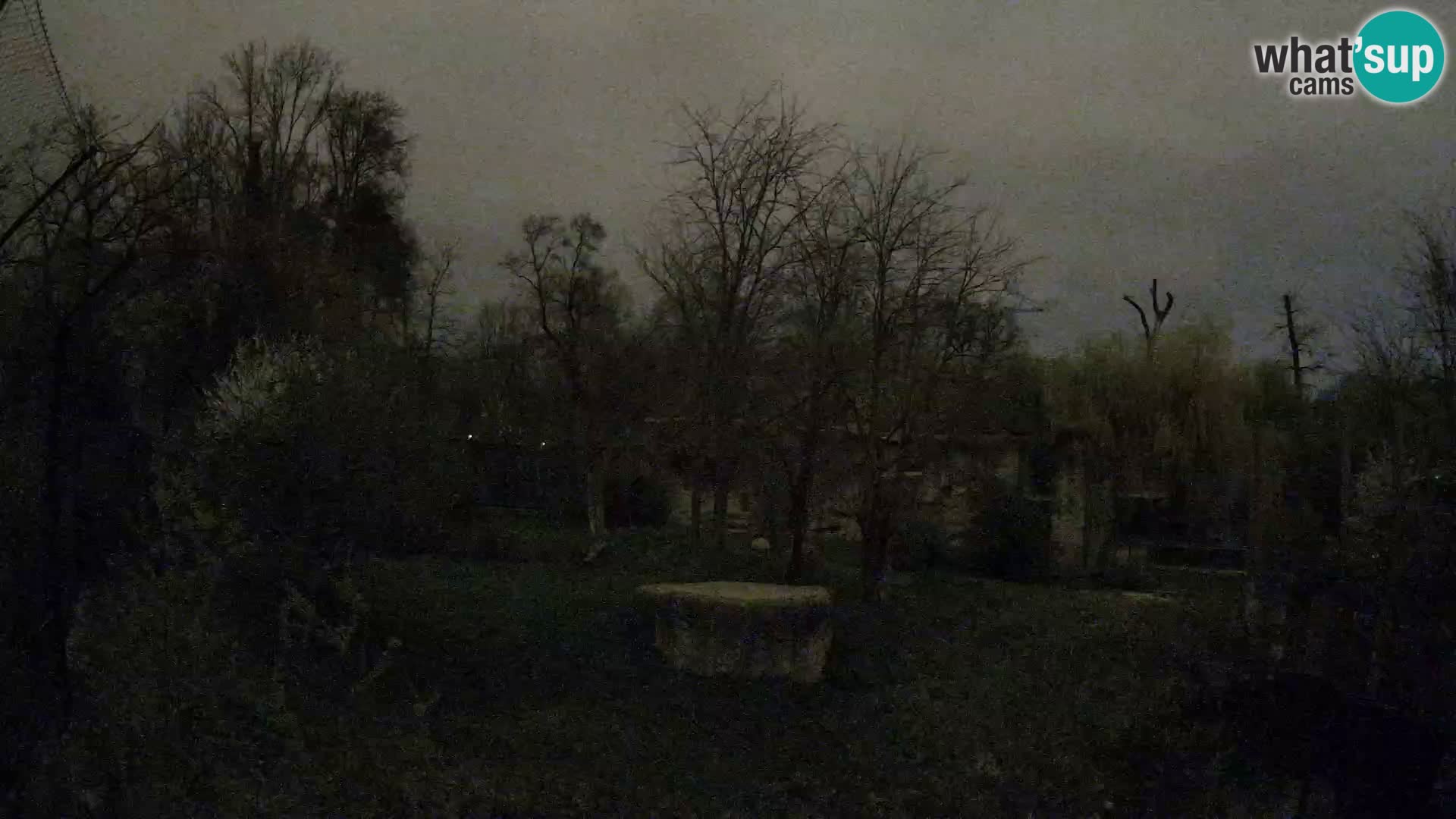 Zoo Zagreb – Lavovi