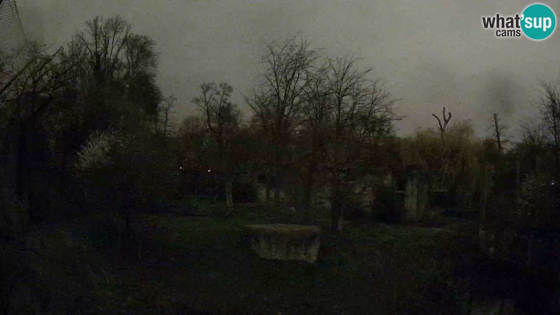 Spletna kamera Zoo Zagreb – Levi