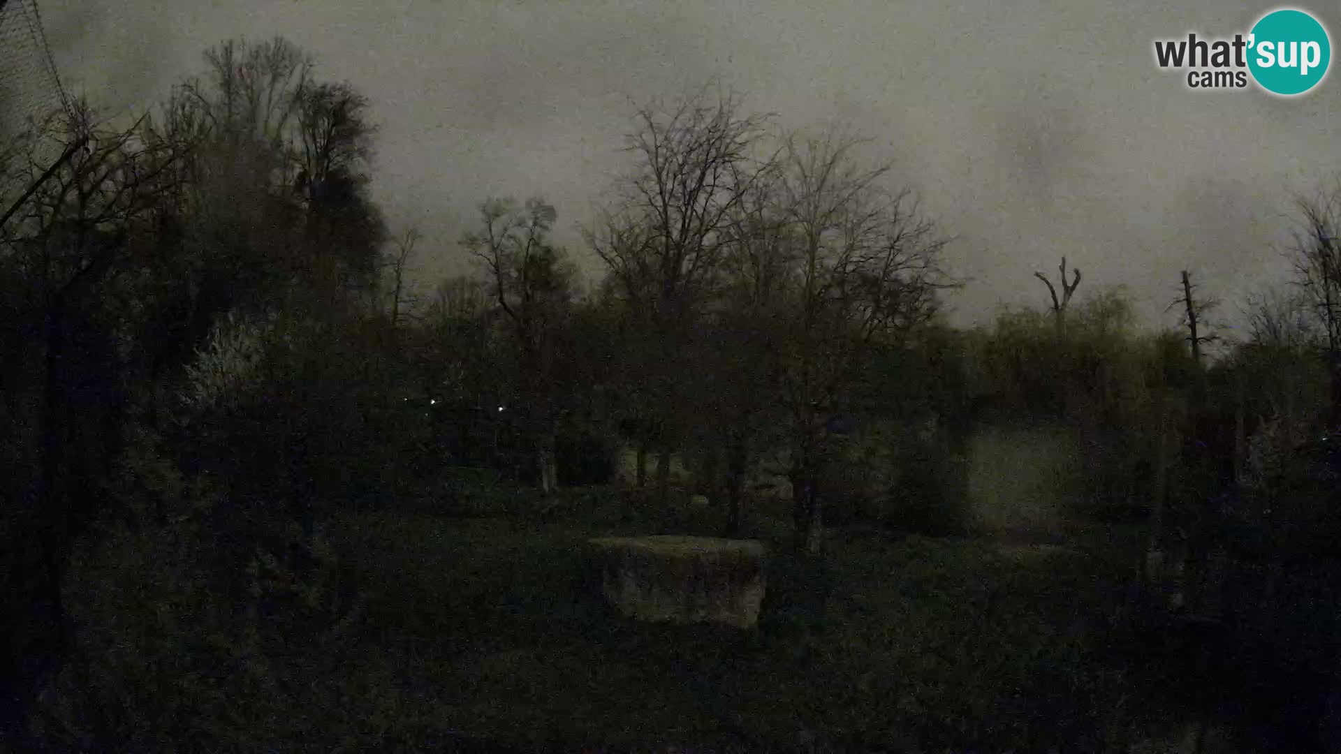 Zoo Zagreb – Lavovi